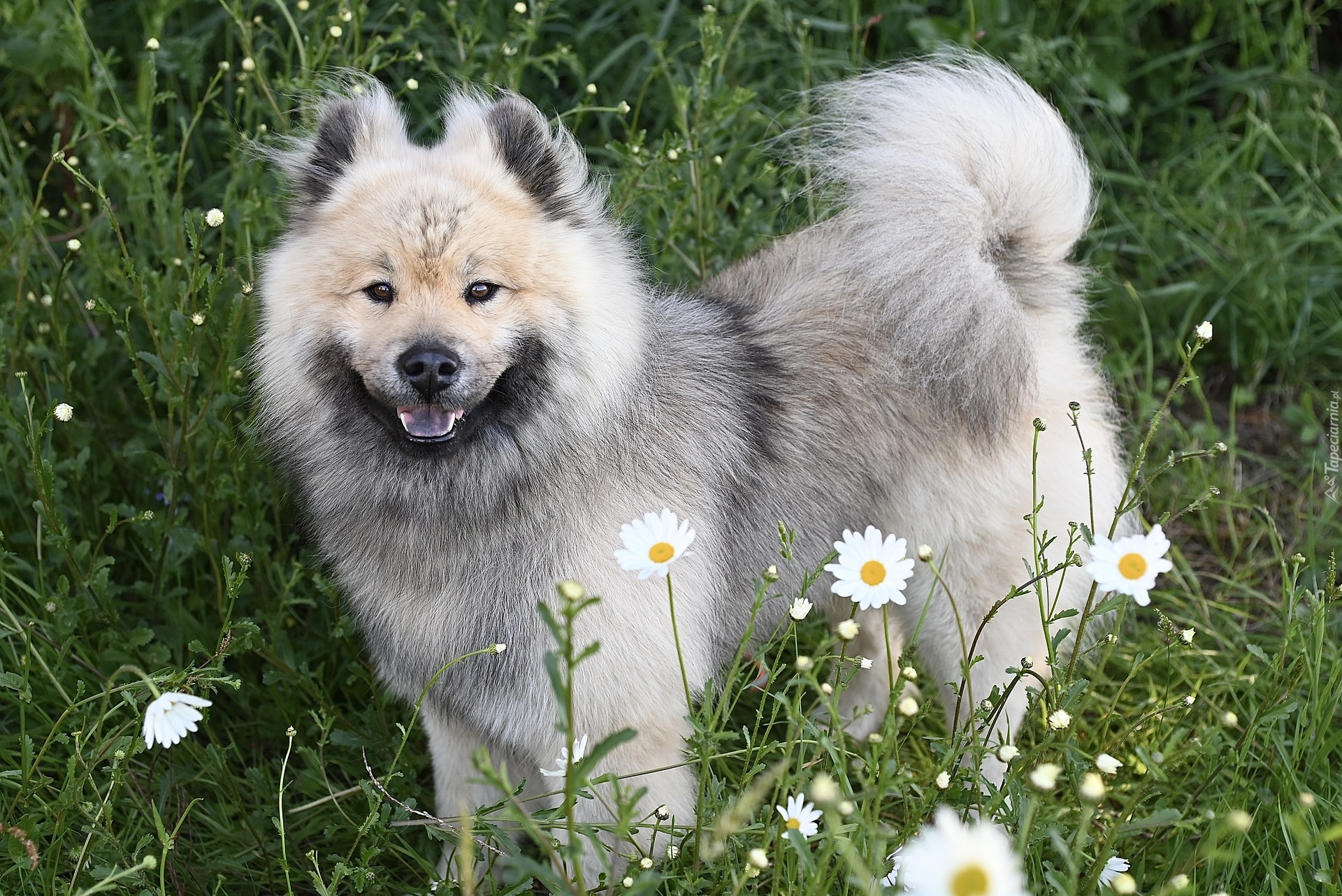 Pies, Łąka, Kwiaty, Szpic eurasier