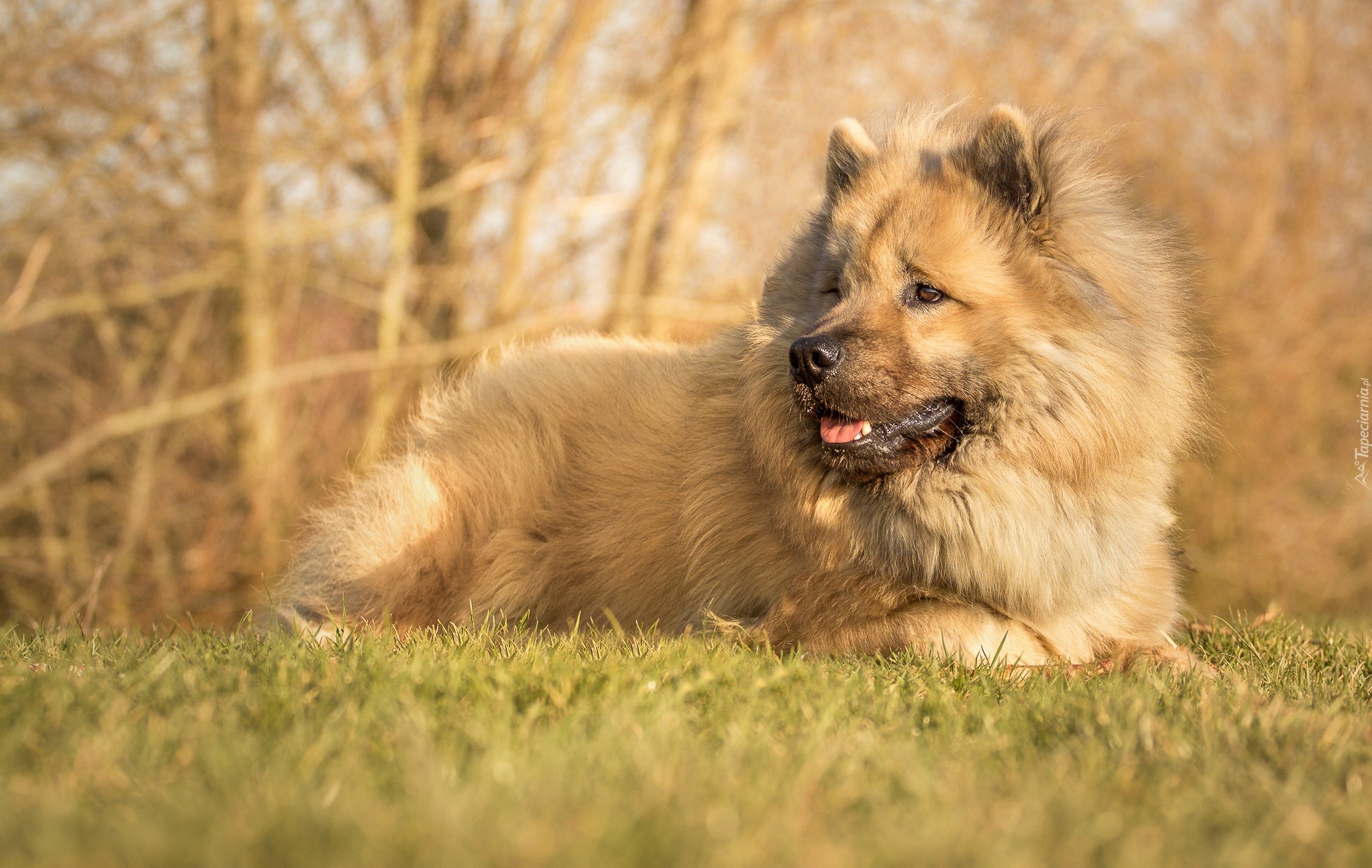 Szpic eurasier, Łąka, Trawa