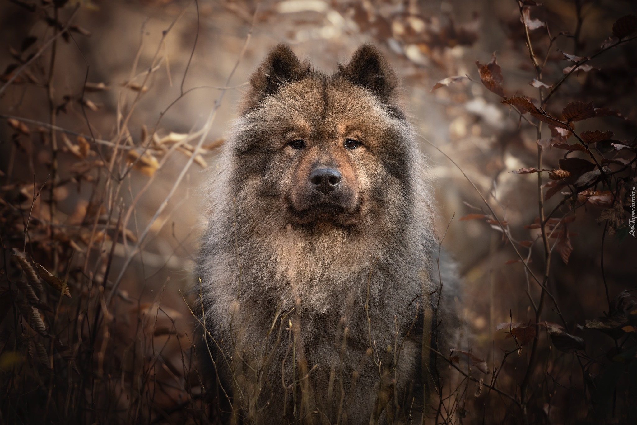 Pies, Szpic Eurasier, Spojrzenie, Gałęzie