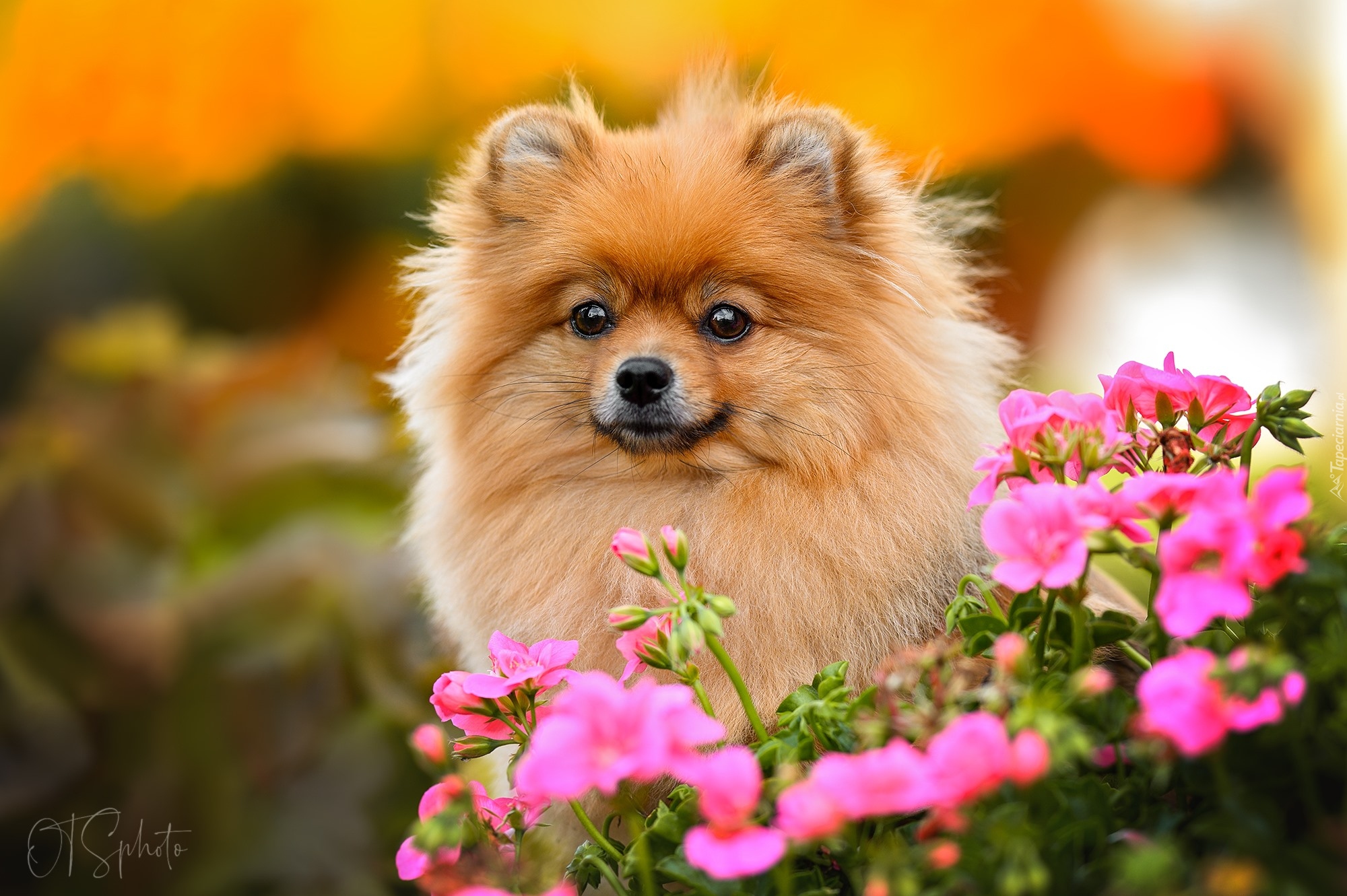 Pies, Szpic miniaturowy, Pomeranian, Mordka, Kwiaty