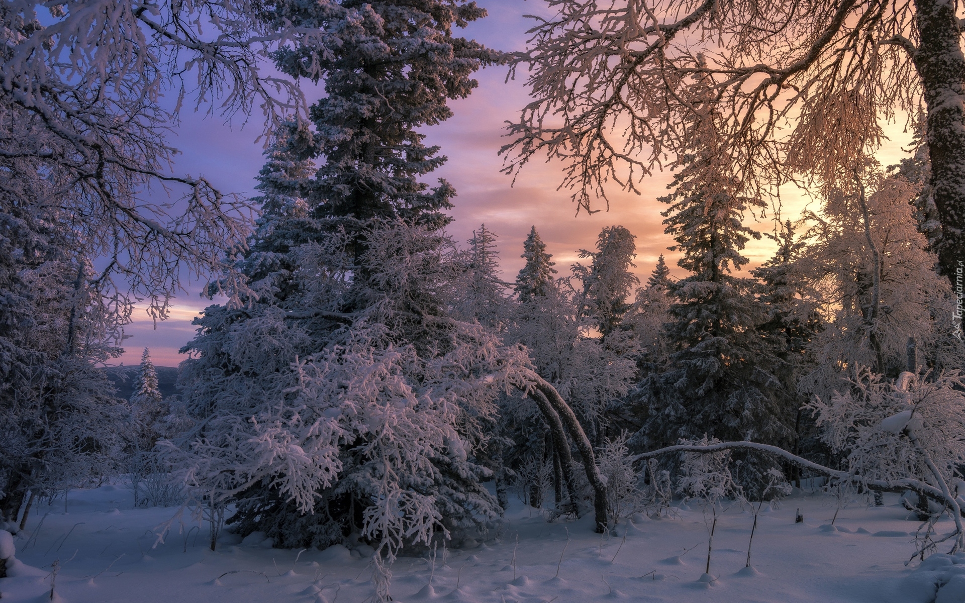 Zima, Ośnieżone, Drzewa, Gałęzie, Zachód słońca
