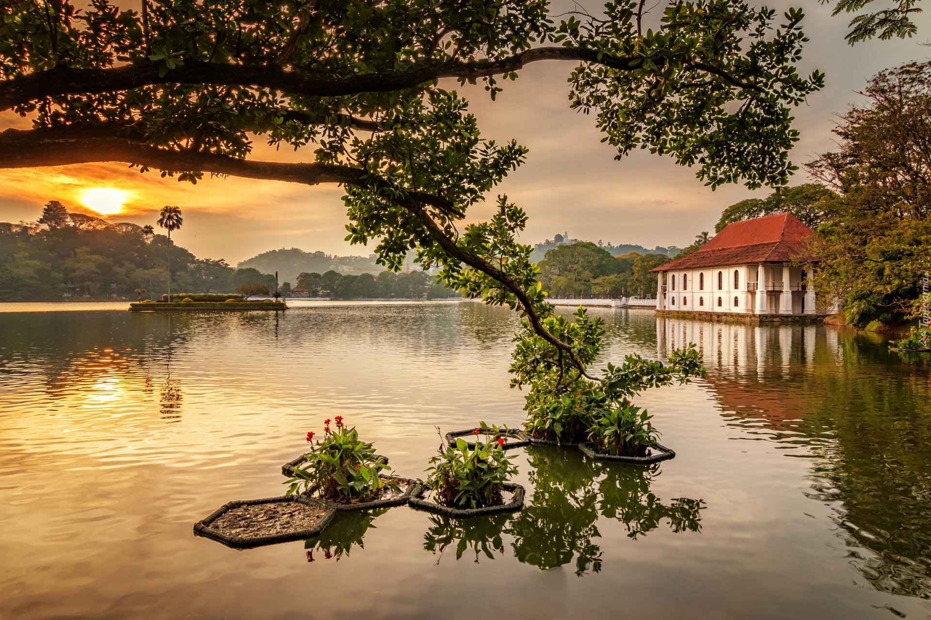 Sztuczne, Jezioro, Kandy Lake, Dom, Drzewo, Gałęzie, Sri Lanka