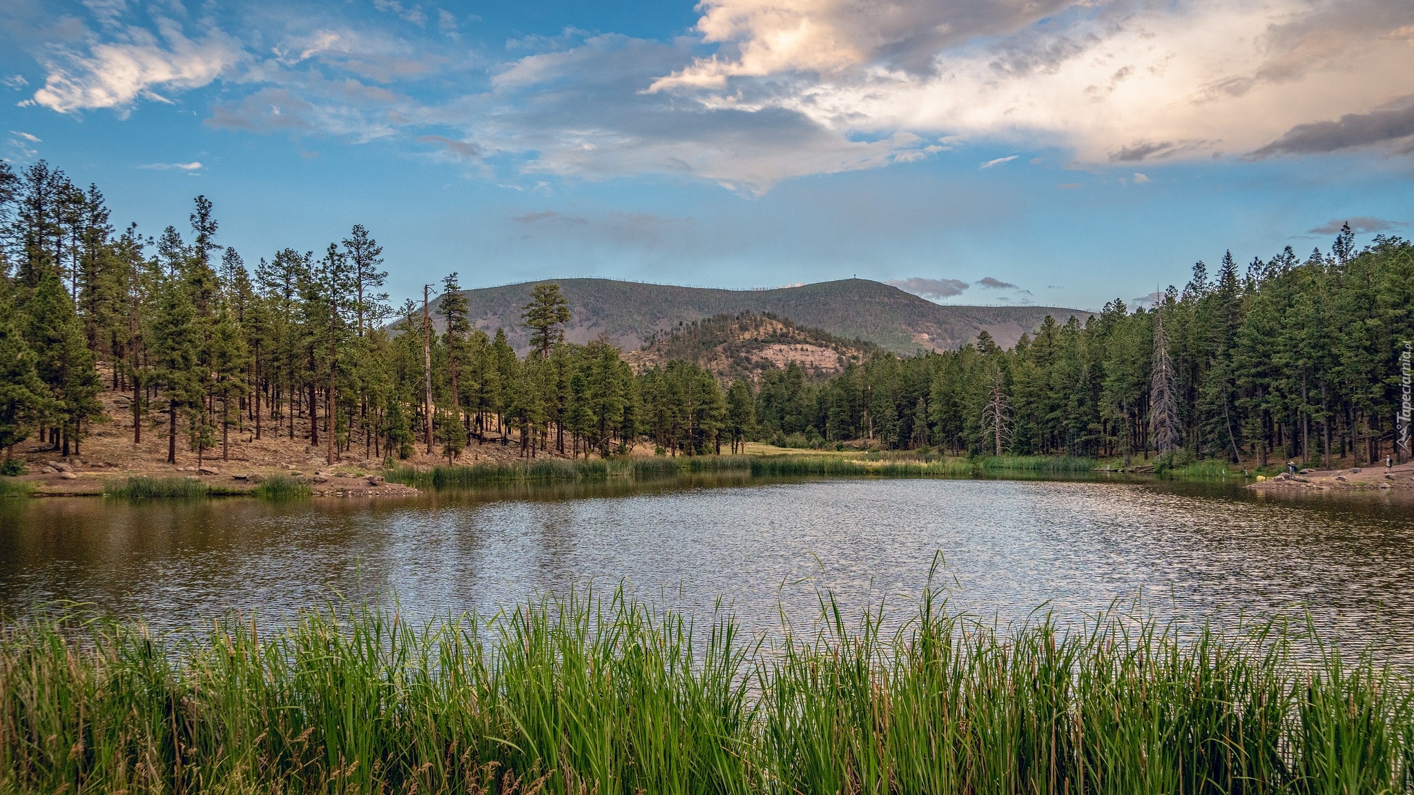 Góry, Jezioro, Hulsey Lake, Drzewa, Trawa, Arizona, Stany Zjednoczone