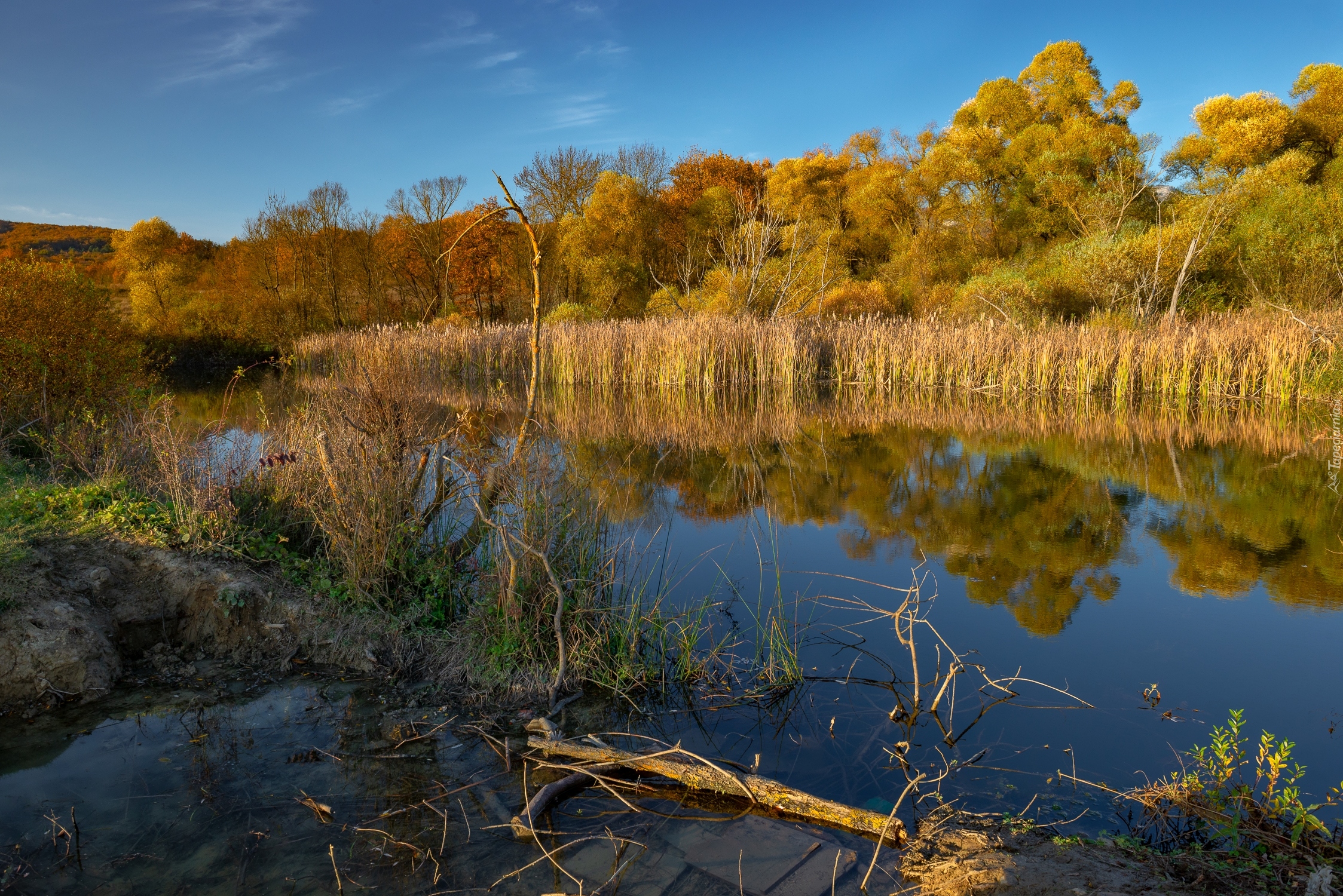 Jezioro, Szuwary, Drzewa, Jesień