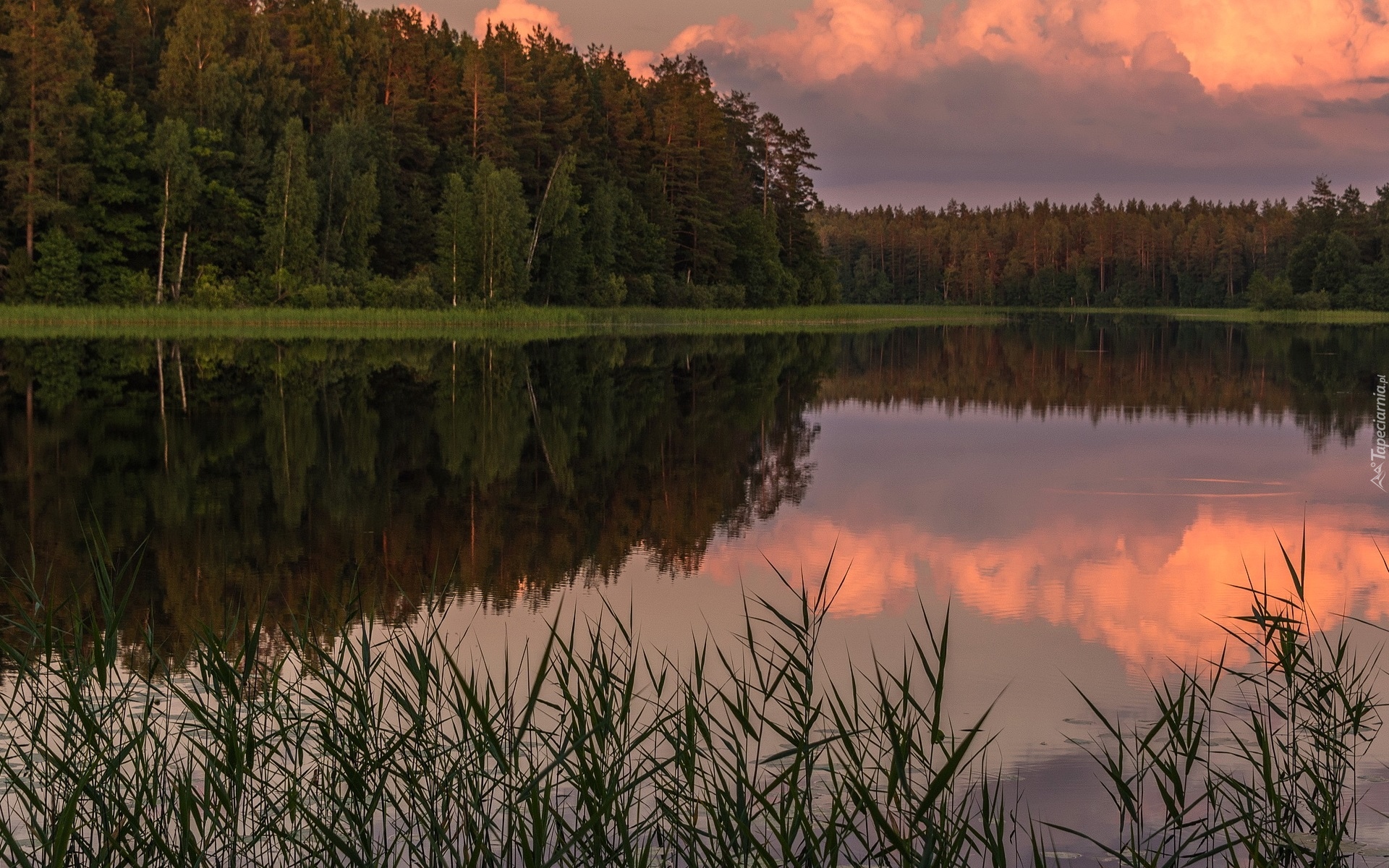 Jezioro, Las, Rośliny, Odbicie