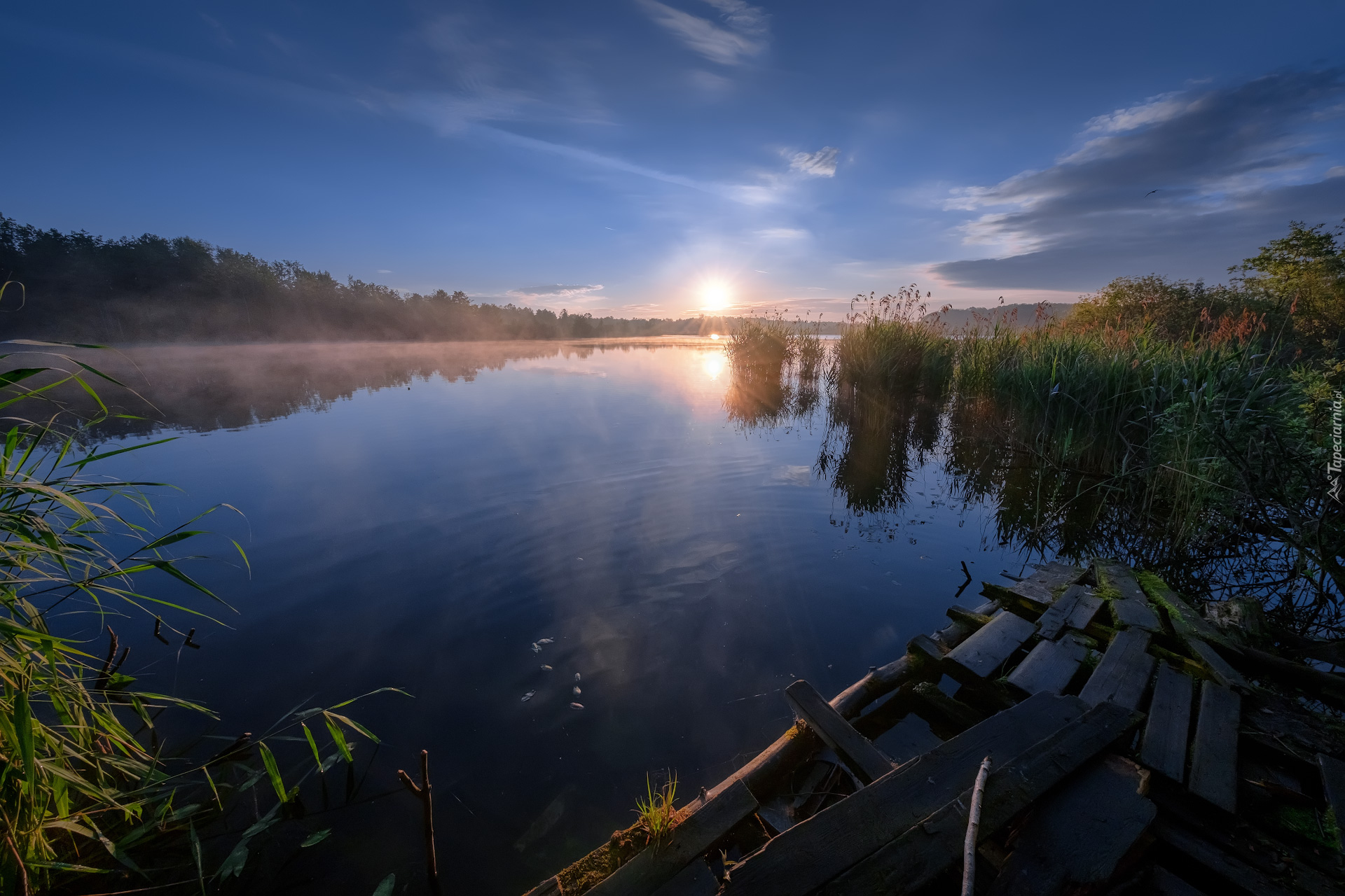 Jezioro, Szuwary, Wschód słońca, Drzewa