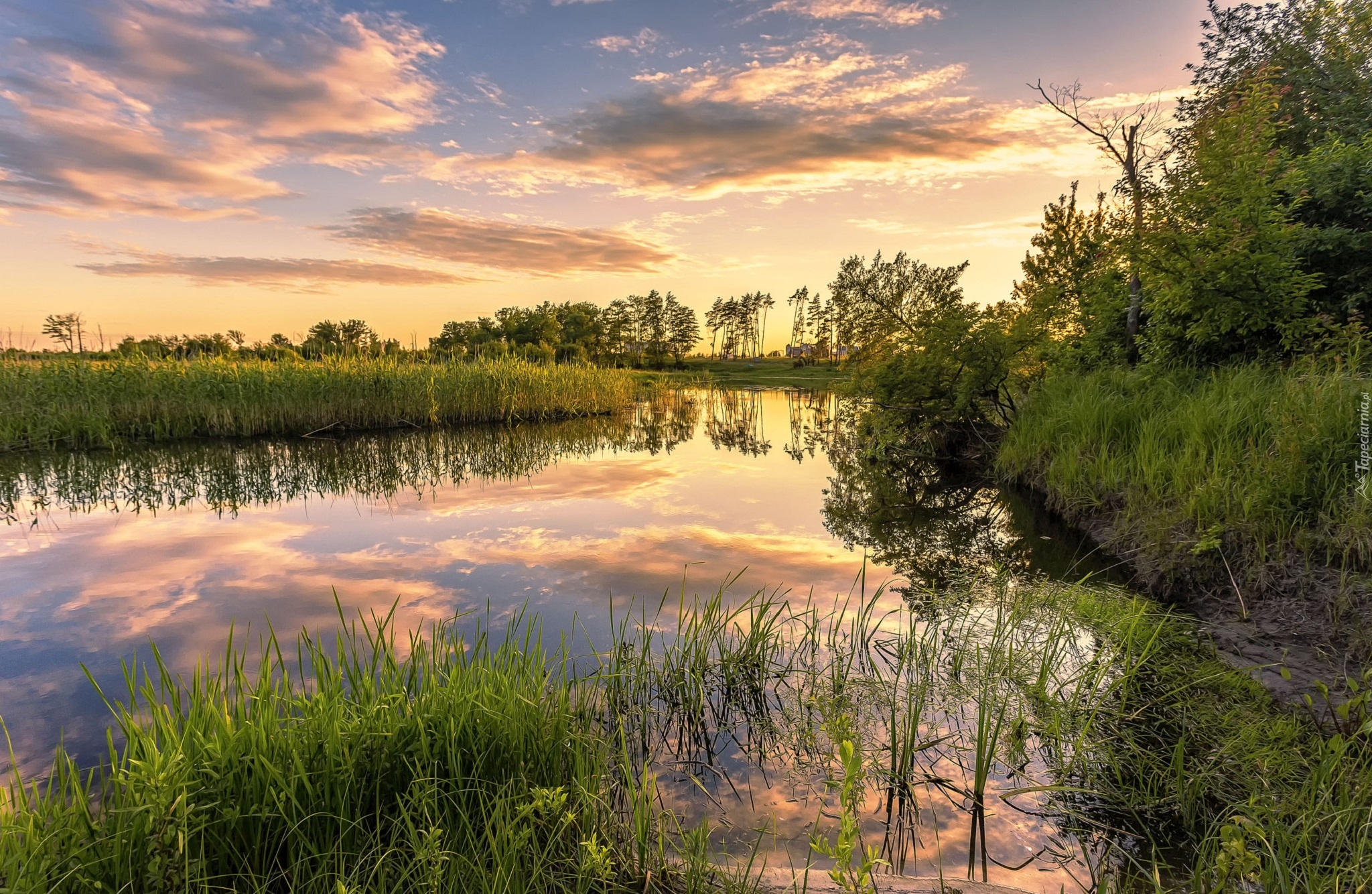 Jezioro, Szuwary, Trawa, Drzewa, Zachód słońca