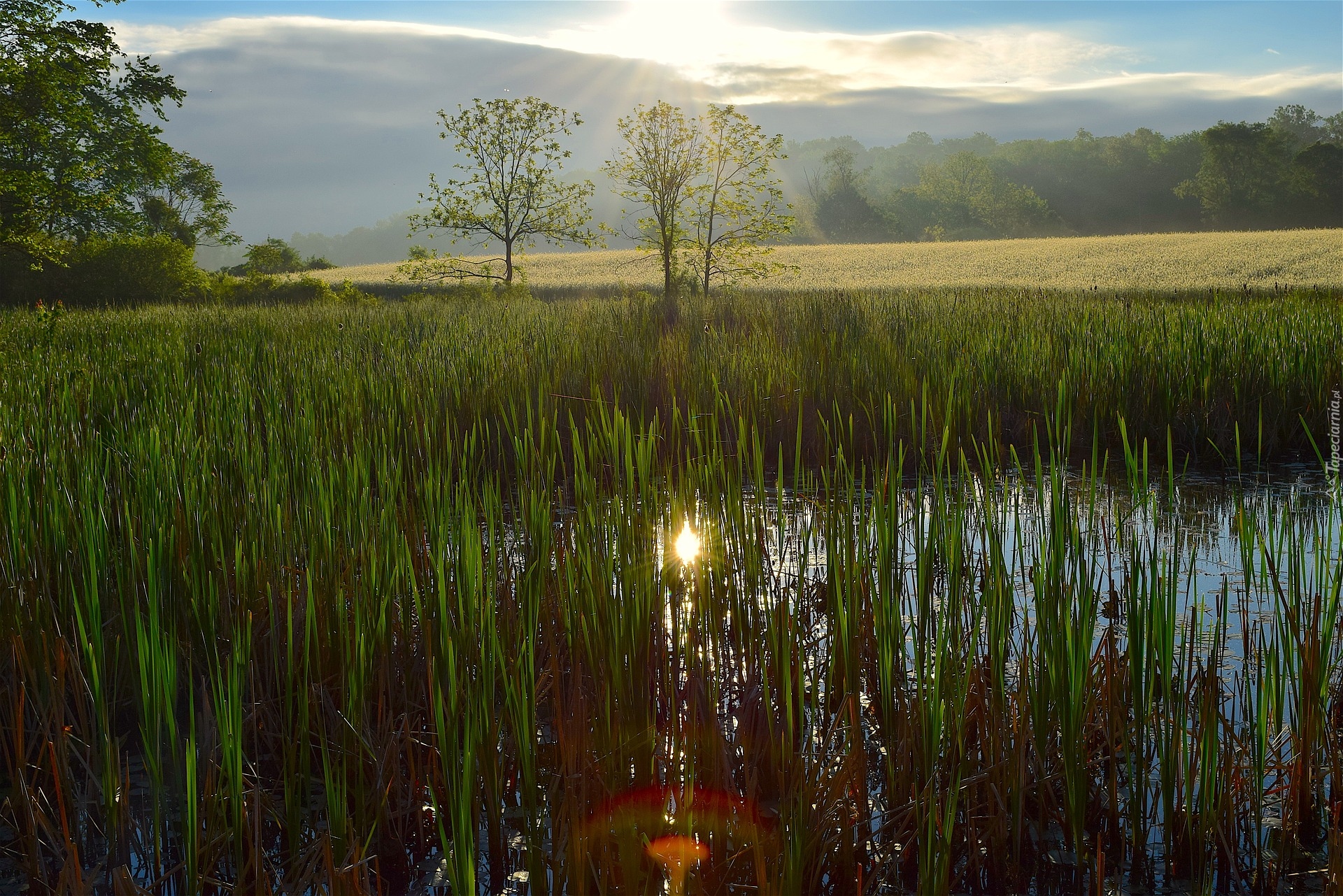 Mokradła, Bagno, Szuwary, Trawa, Drzewa