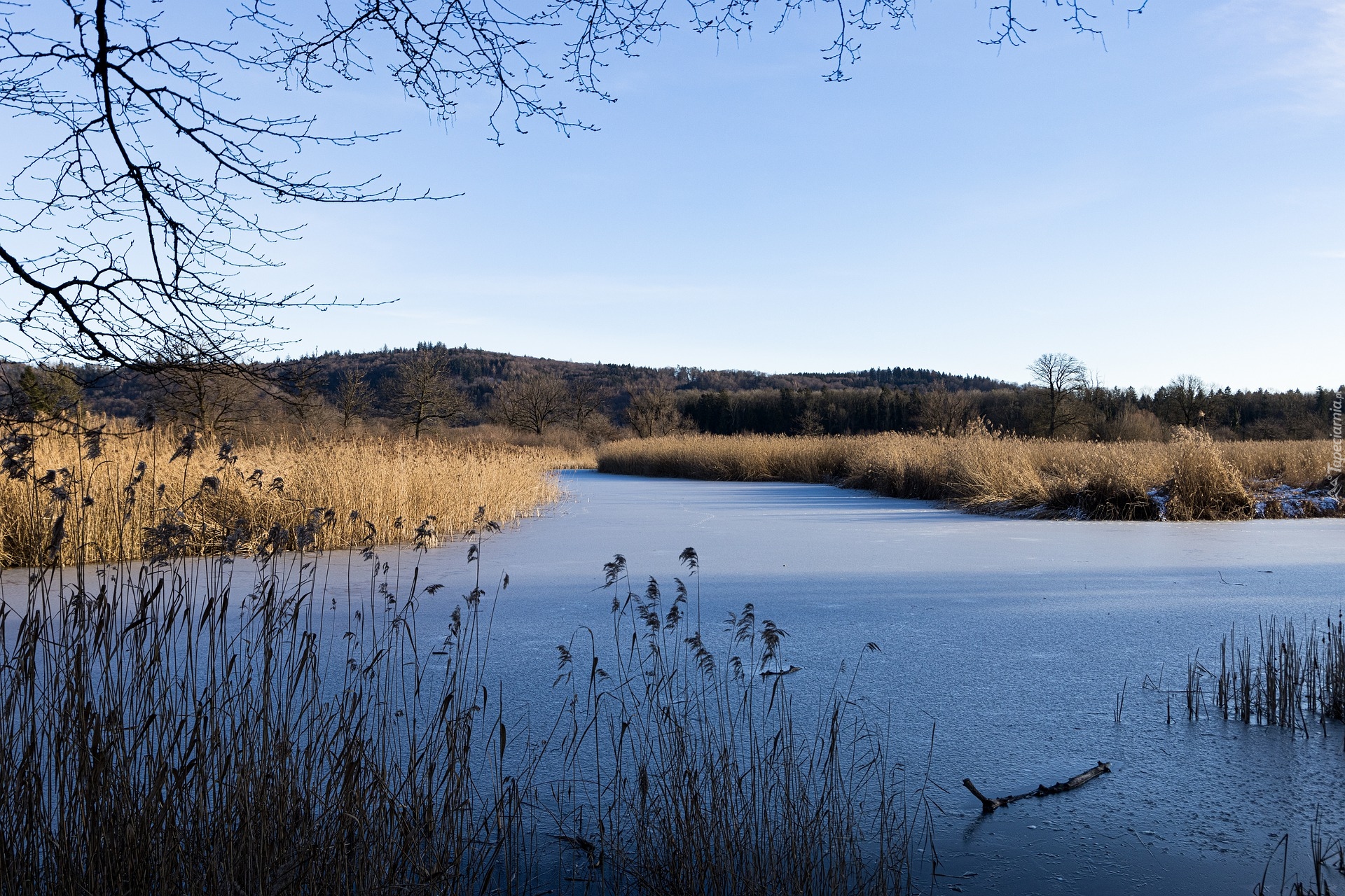 Jezioro, Szuwary, Drzewo, Zima