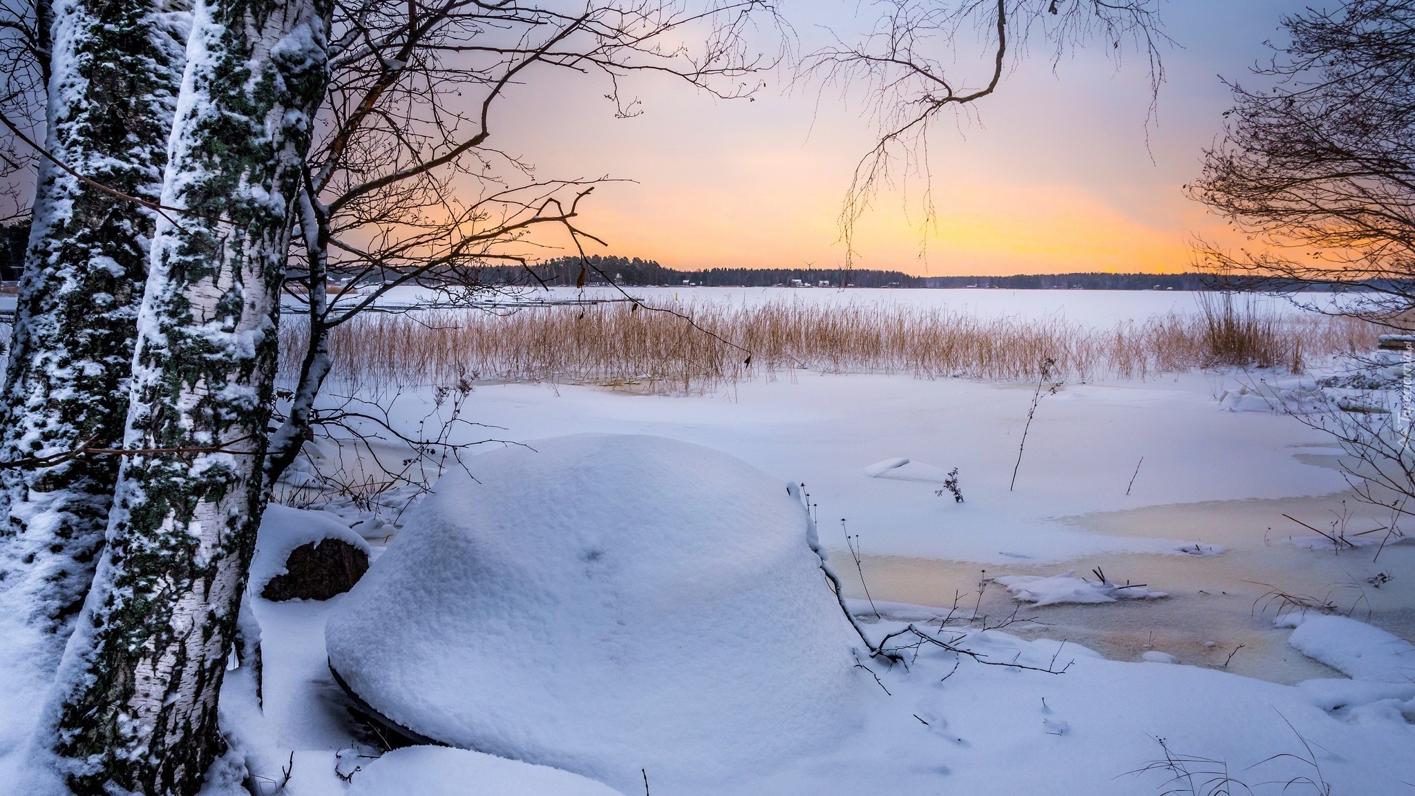 Finlandia, Ruonala, Zima, Drzewa, Brzozy, Szuwary, Zamarznięte, Jezioro