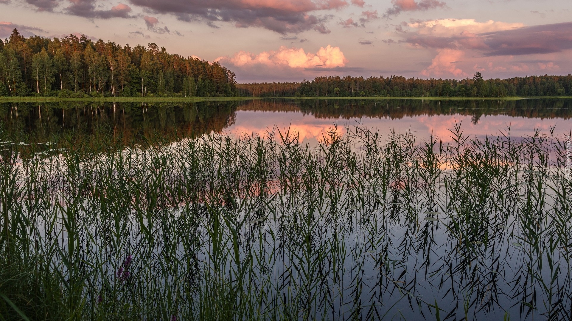 Jezioro, Drzewa, Rośliny, Trawy