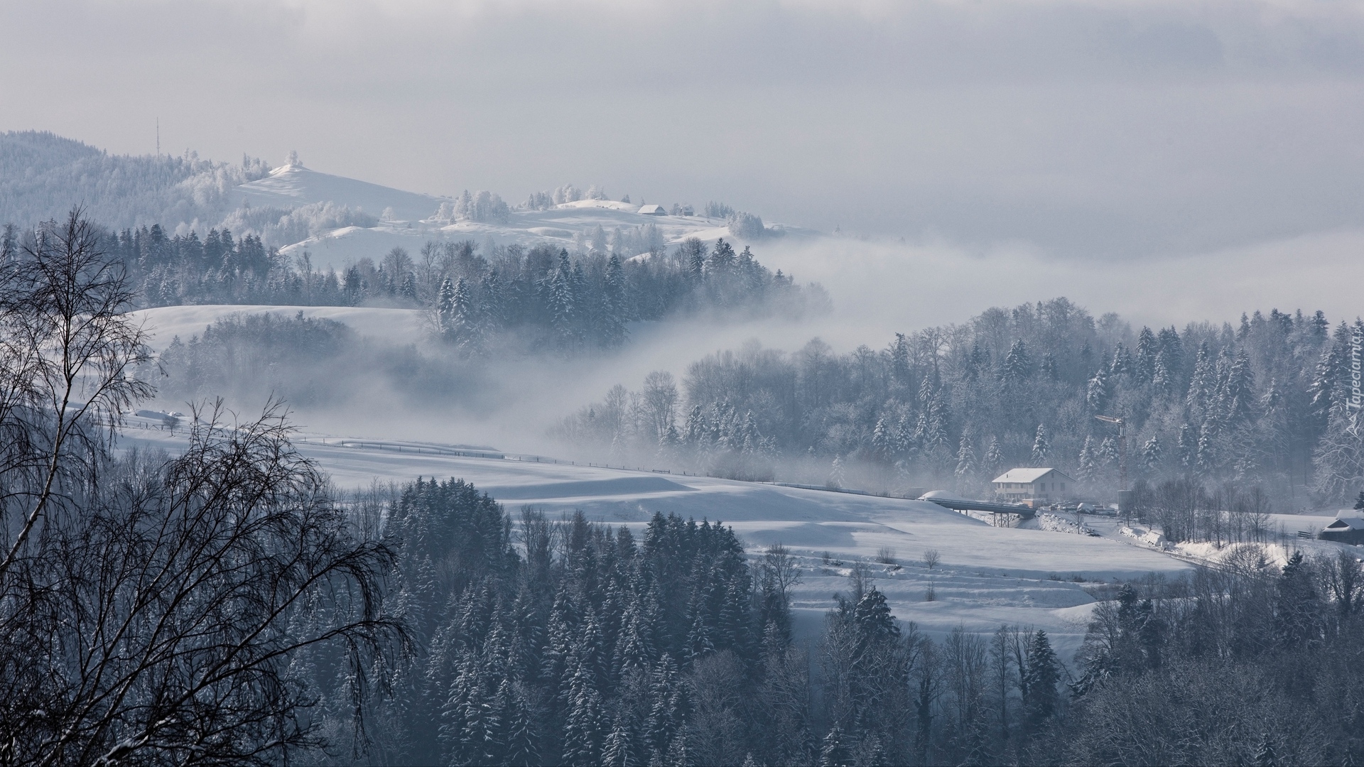 Zima, Śnieg, Drzewa, Mgła, Domy, Wzgórza, Miejscowość Hirzel, Szwajcaria