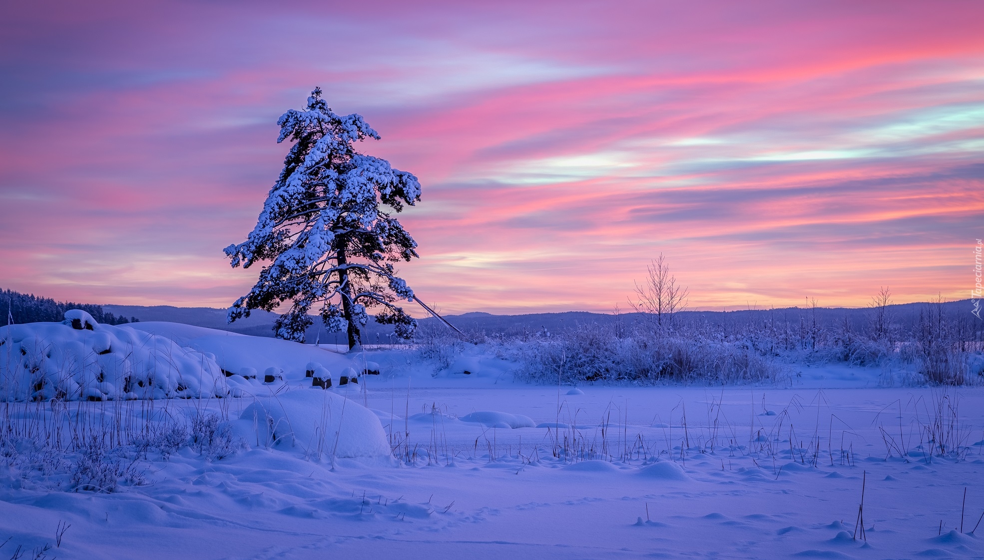 Szwecja, Region Värmland, Gmina Arvika, Zima, Wschód słońca, Ośnieżone, Drzewo