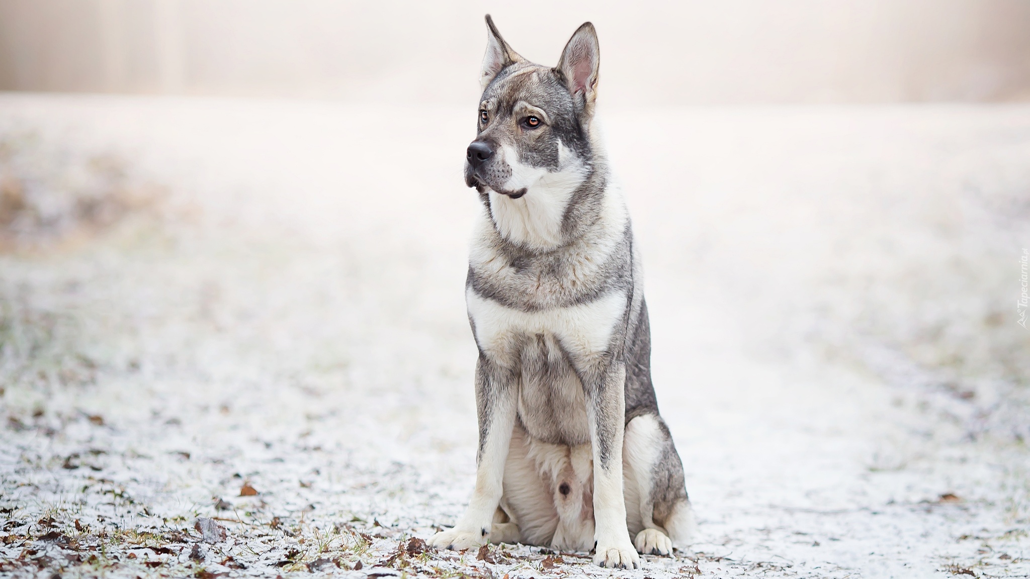 Pies, Szwedzki elkhund, Liście, Śnieg, Rozmyte, Tło