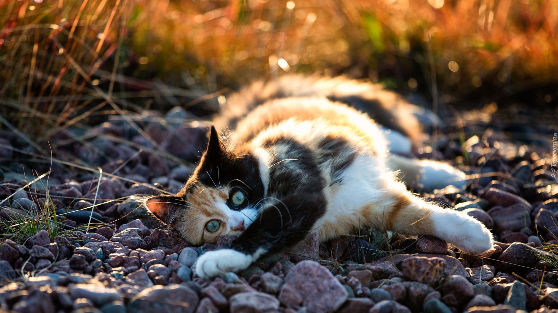 Szylkretowy, Kot, Kamienie, Bokeh, Rozmycie