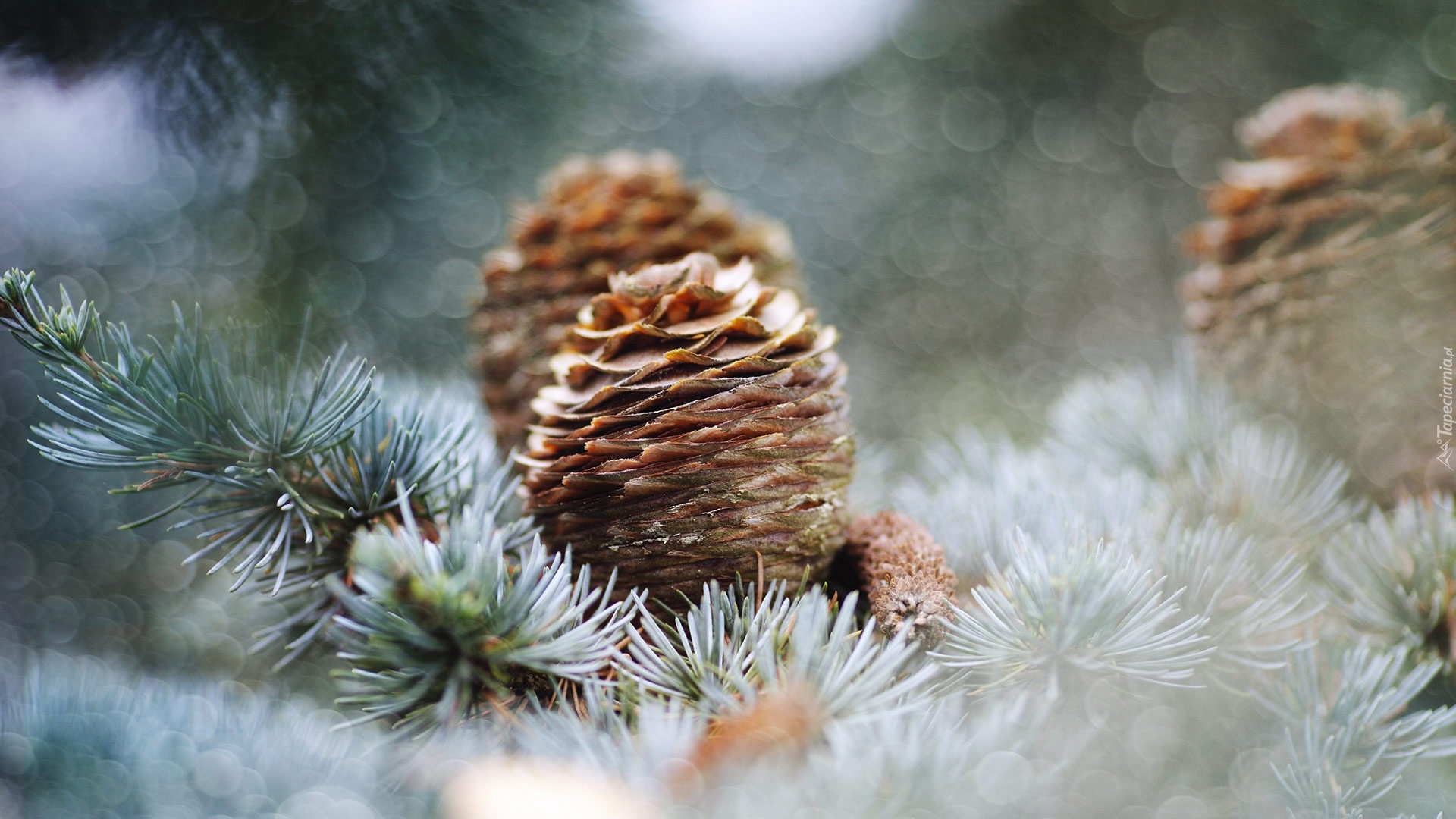 Sosna, Gałązki, Szyszki, Bokeh