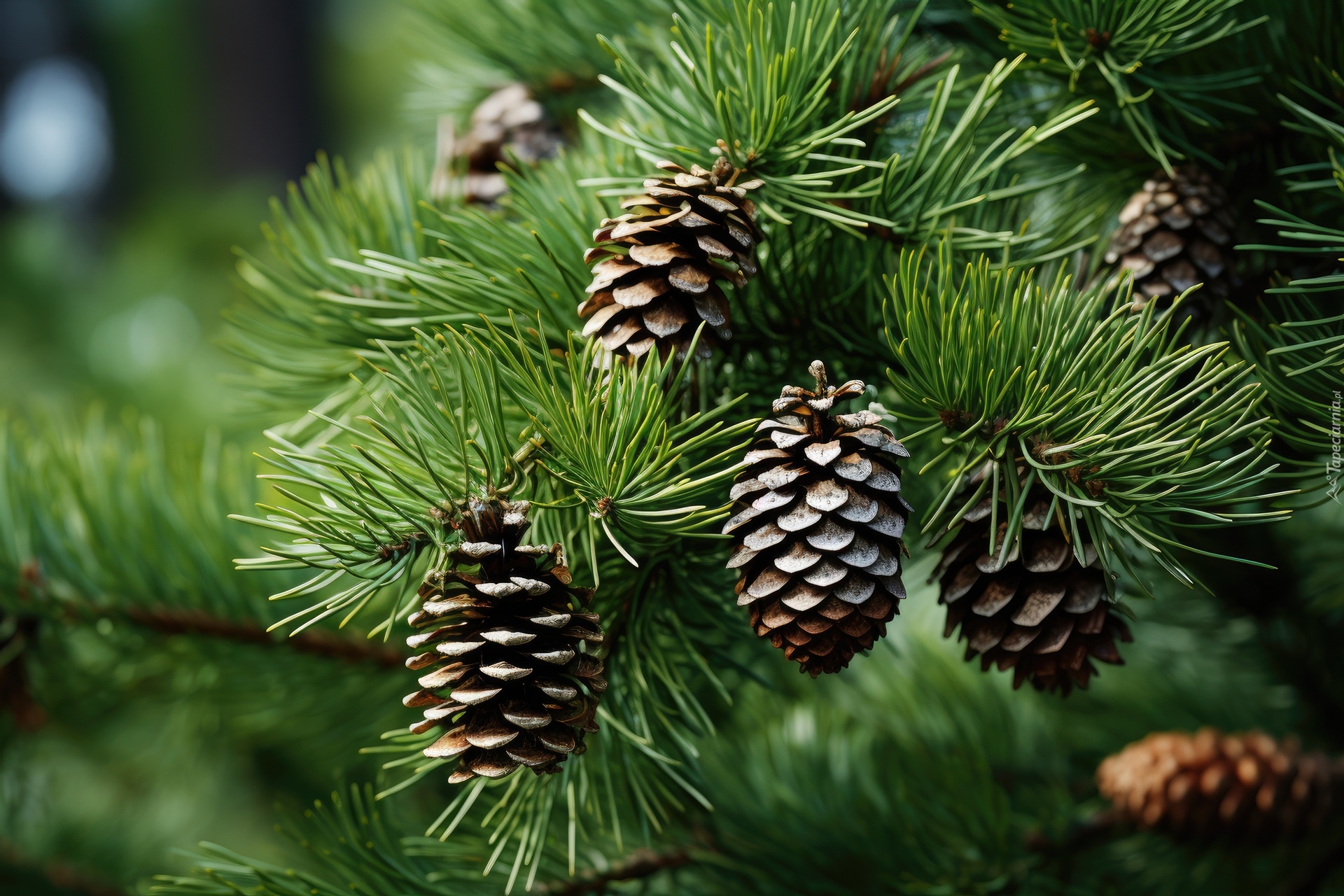 Szyszki, Gałąź, Sosna, Grafika AI