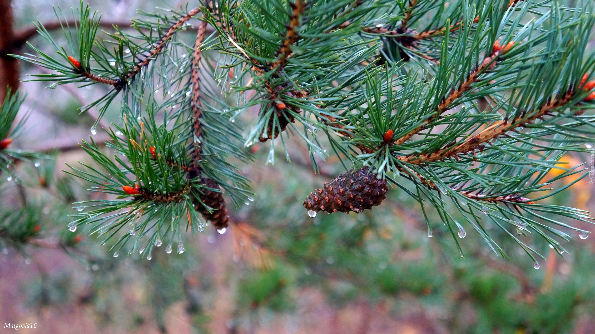 Zielone, Gałążki, Świerk, Szyszki