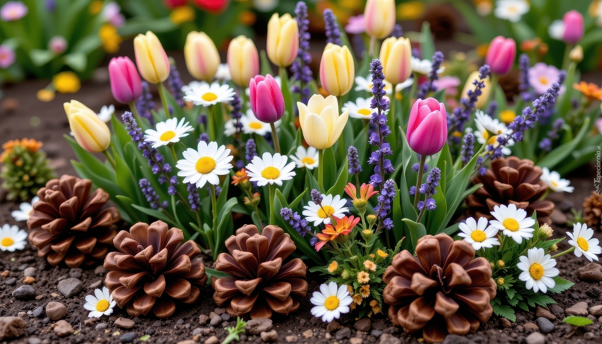 Tulipany, Lawenda, Stokrotki, Szyszki, Rabata, Kwiaty
