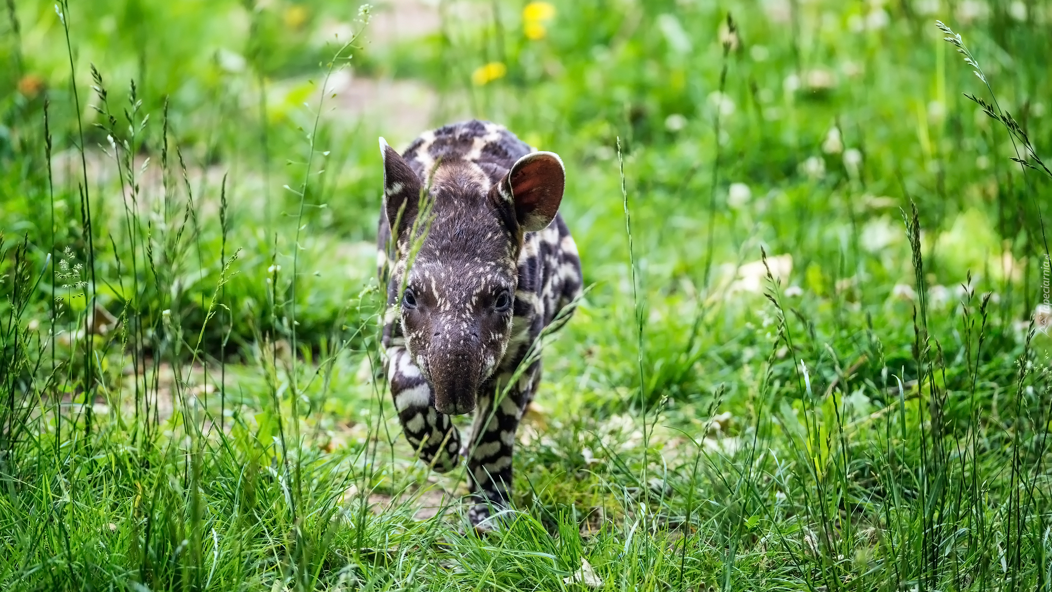 Młody, Tapir amerykański, Trawa