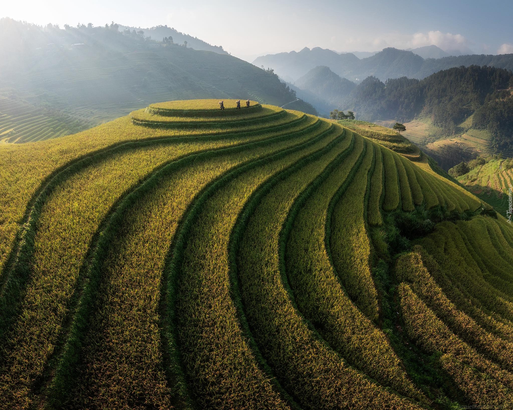Mu Cang Chai, Wzgórze, Pola ryżowe, Tarasy, Góry, Mgła, Region Yen Bai, Wietnam