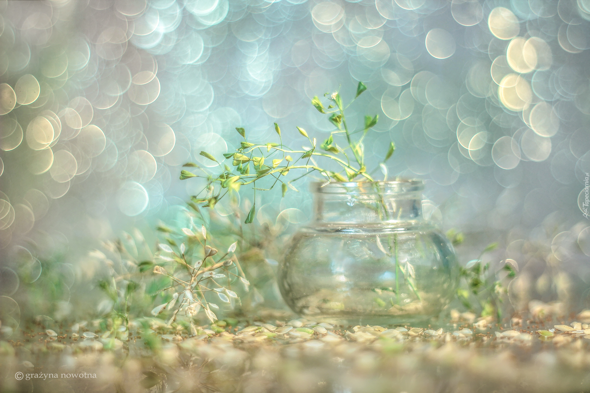 Tasznik pospolity, Rośliny, Wazonik, Bokeh