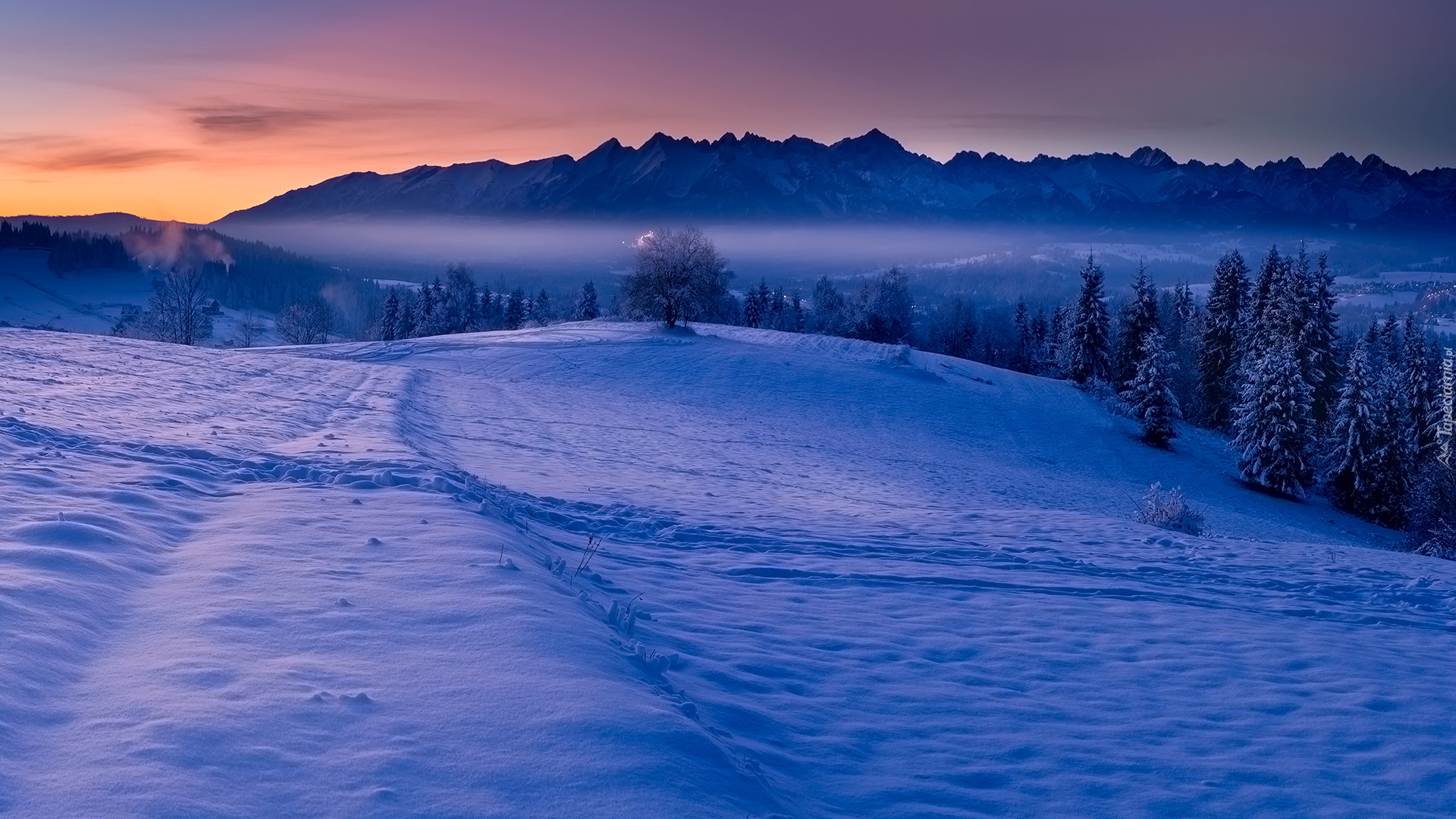 Zima, Drzewa, Las, Góry Tatry, Polska