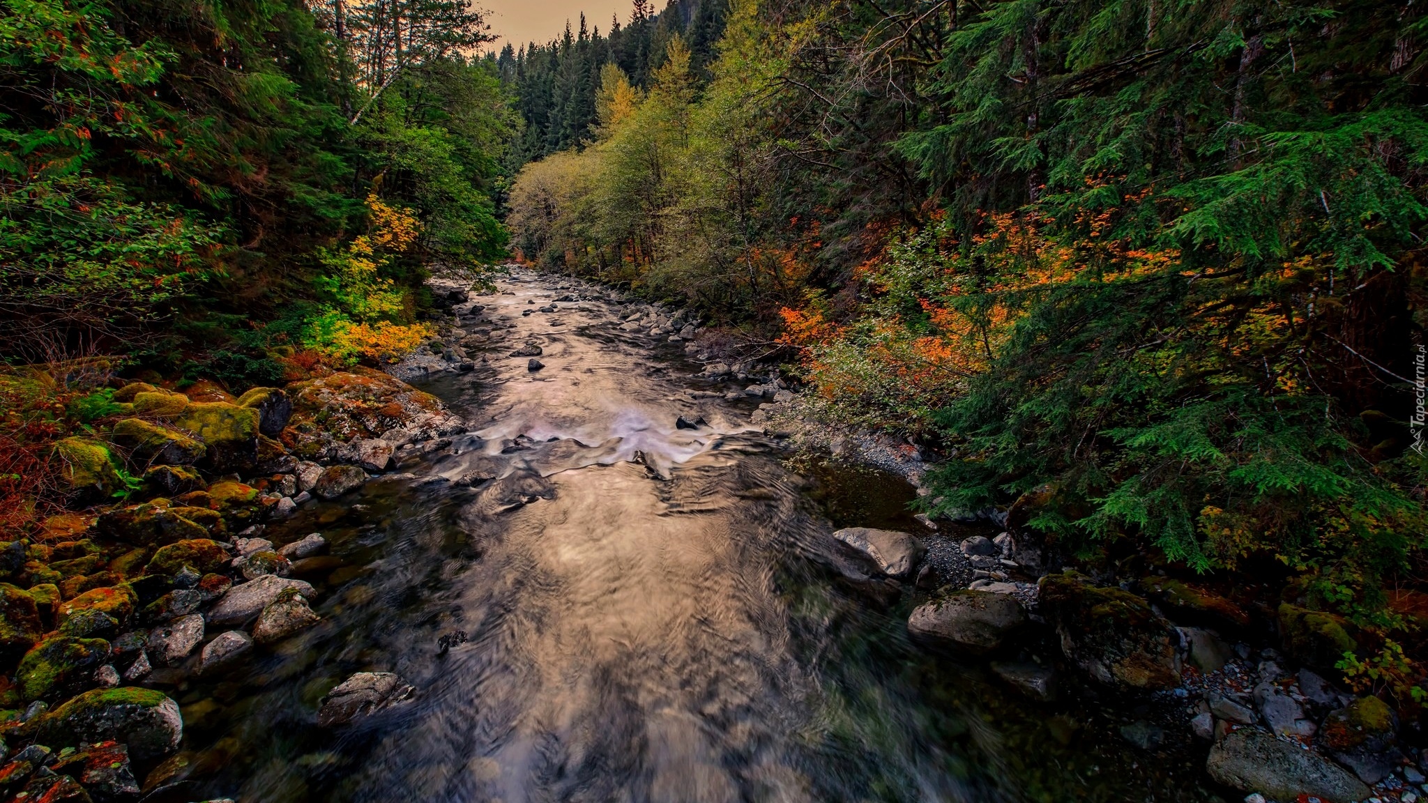 Stany Zjednoczone, Stan Waszyngton, Hrabstwo King County, Rzeka Taylor River, Jesień, Las, Kamienie