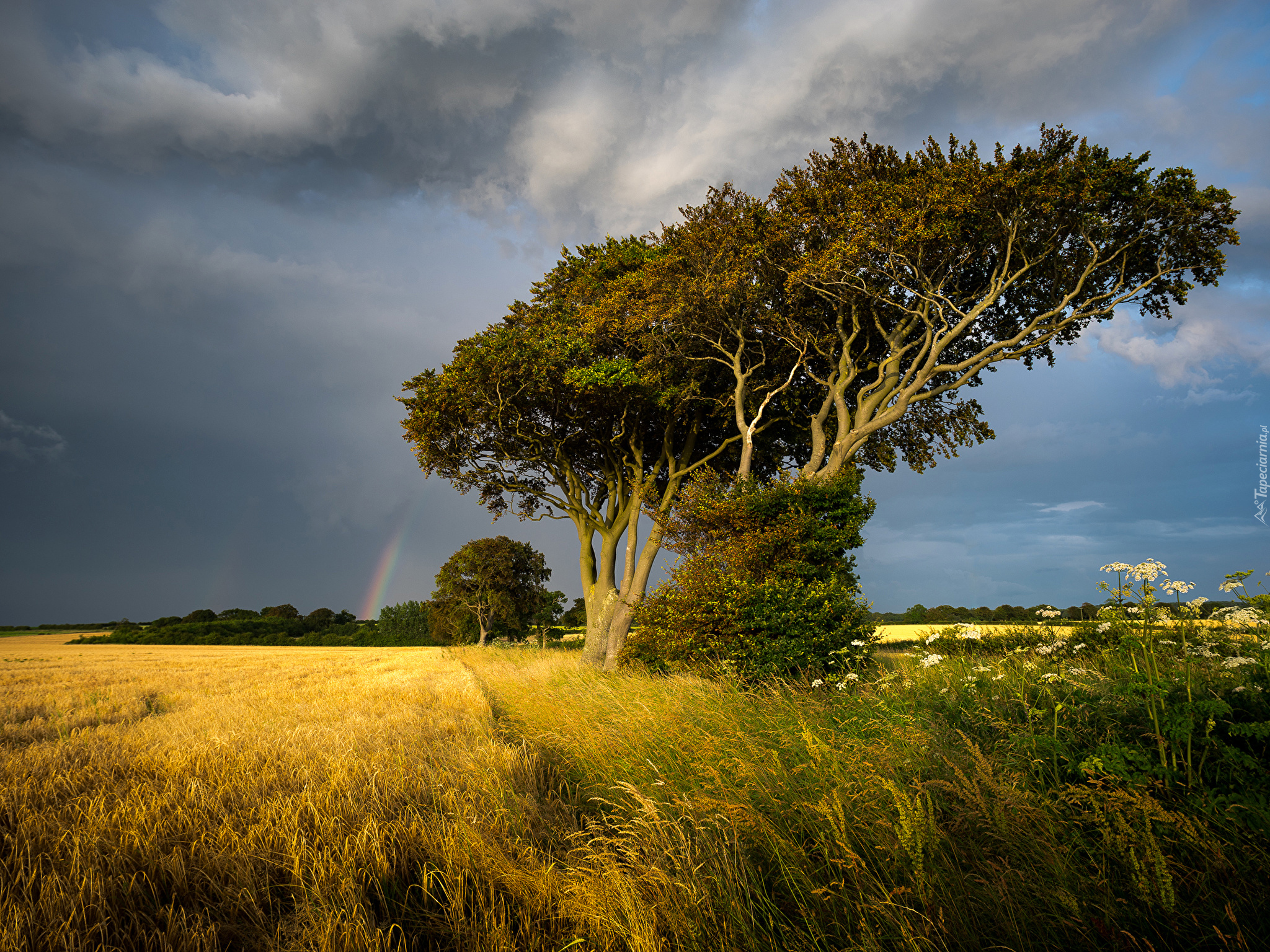 Anglia, Hrabstwo Norfolk, Wieś Thornham, Pole, Drzewo, Trawy, Tęcza