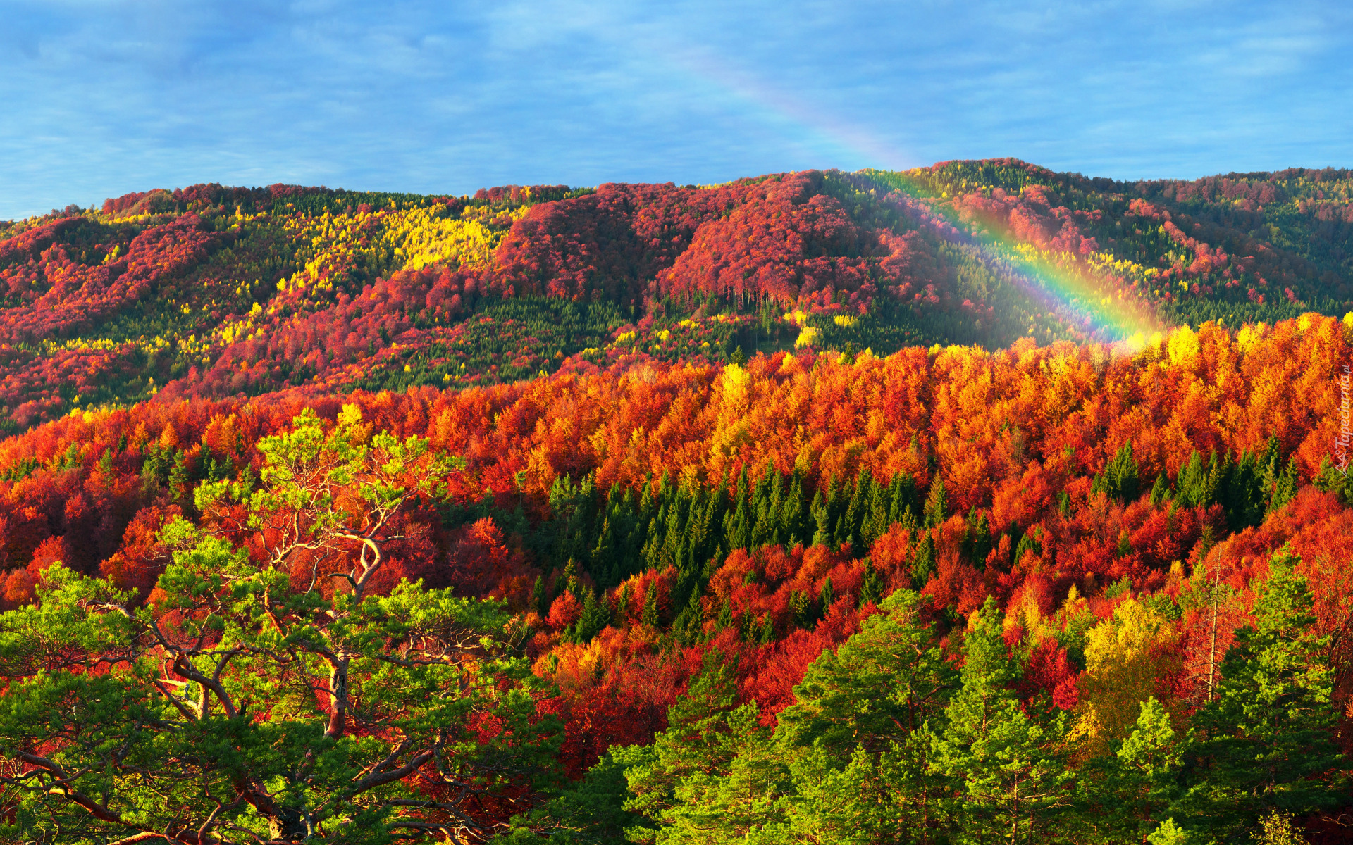 Jesień, Góry, Lasy, Kolorowe, Drzewa, Tęcza