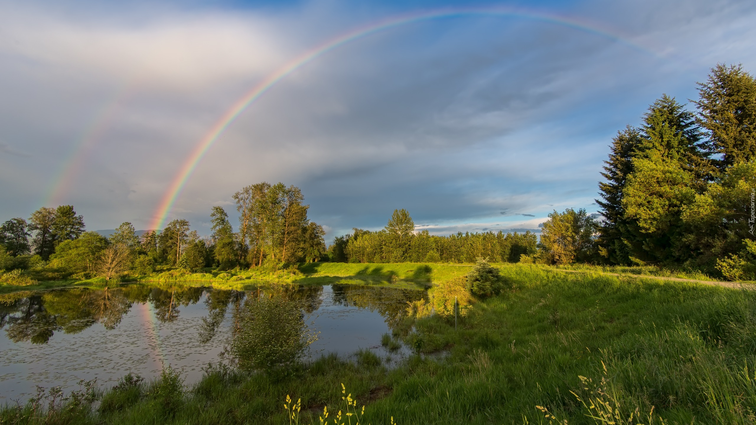 Jezioro, Drzewa, Tęcza