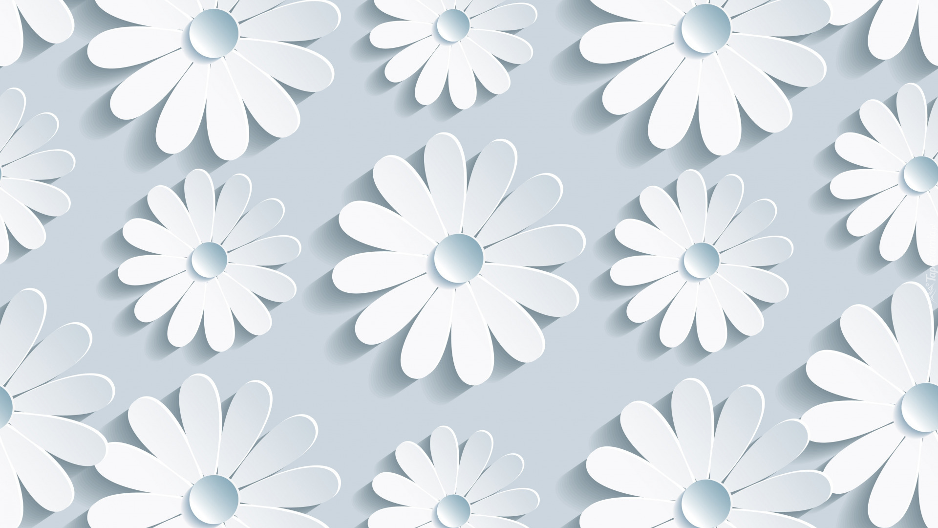 Białe, Kwiaty, Tekstura