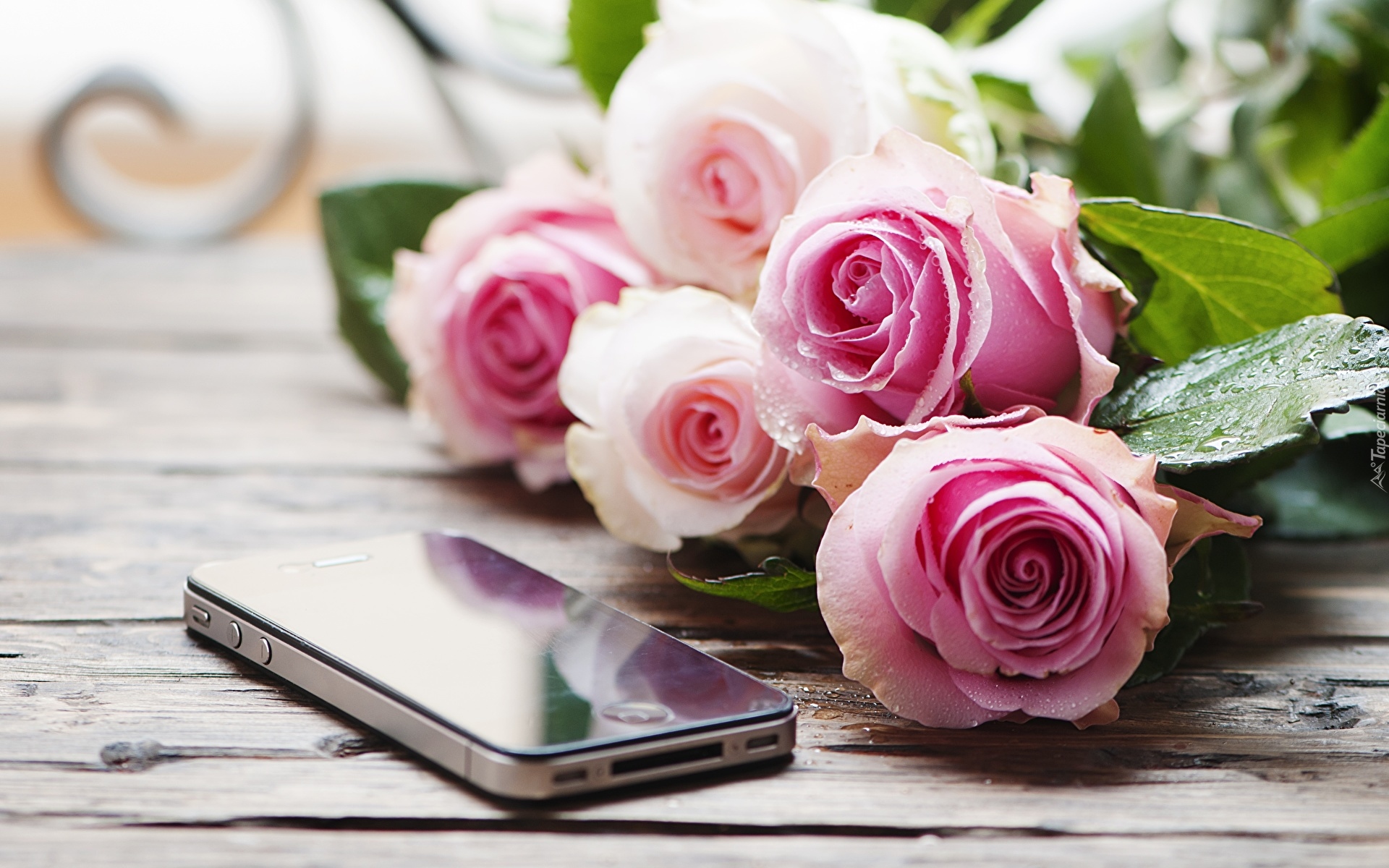 Różowo-białe, Róże, Telefon