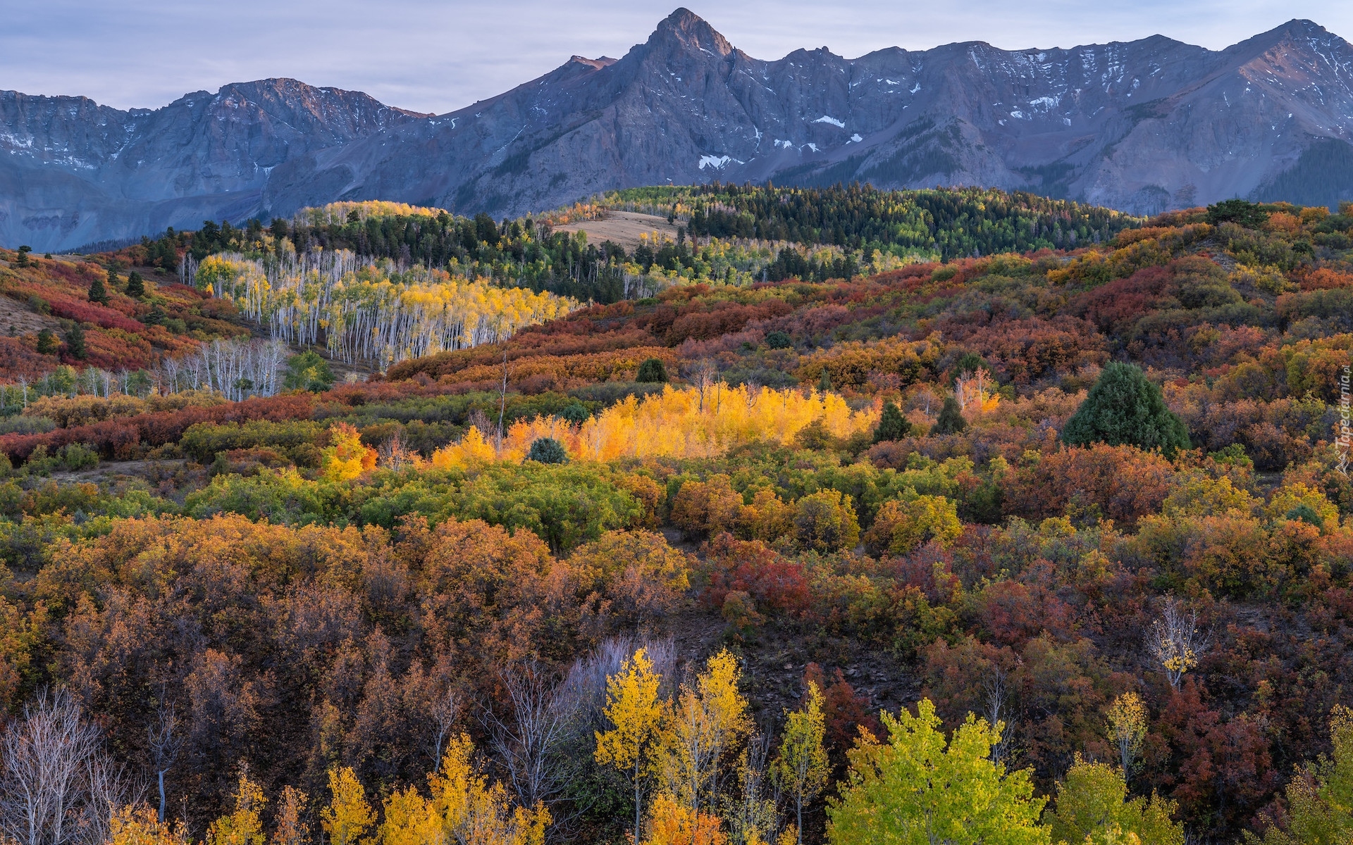 Stany Zjednoczone, Stan Kolorado, Telluride, Las, Jesień, Góry, San Juan Mountains, Drzewa, Krzewy