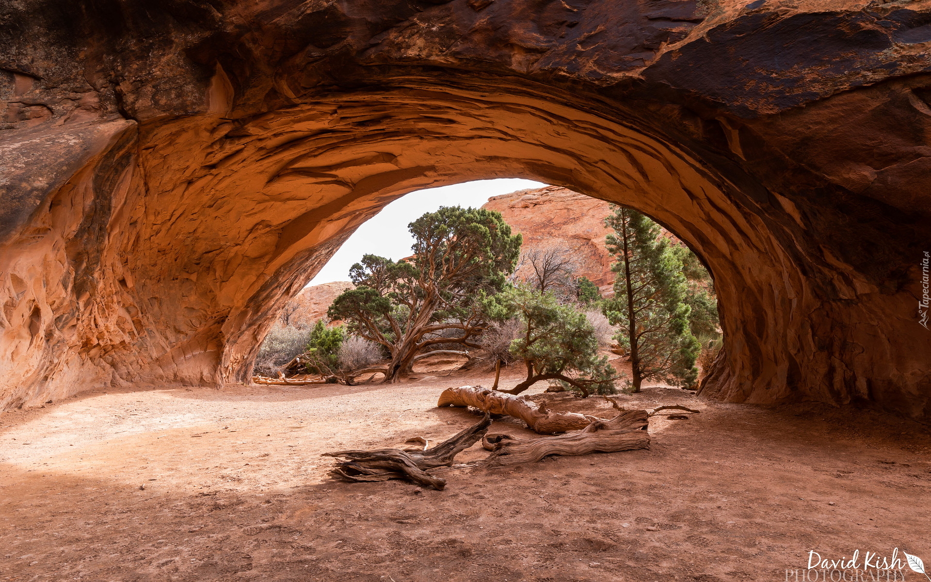 Navajo Arch, Skały, Drzewa, Park Narodowy Arches, Stan Utah, Stany Zjednoczone