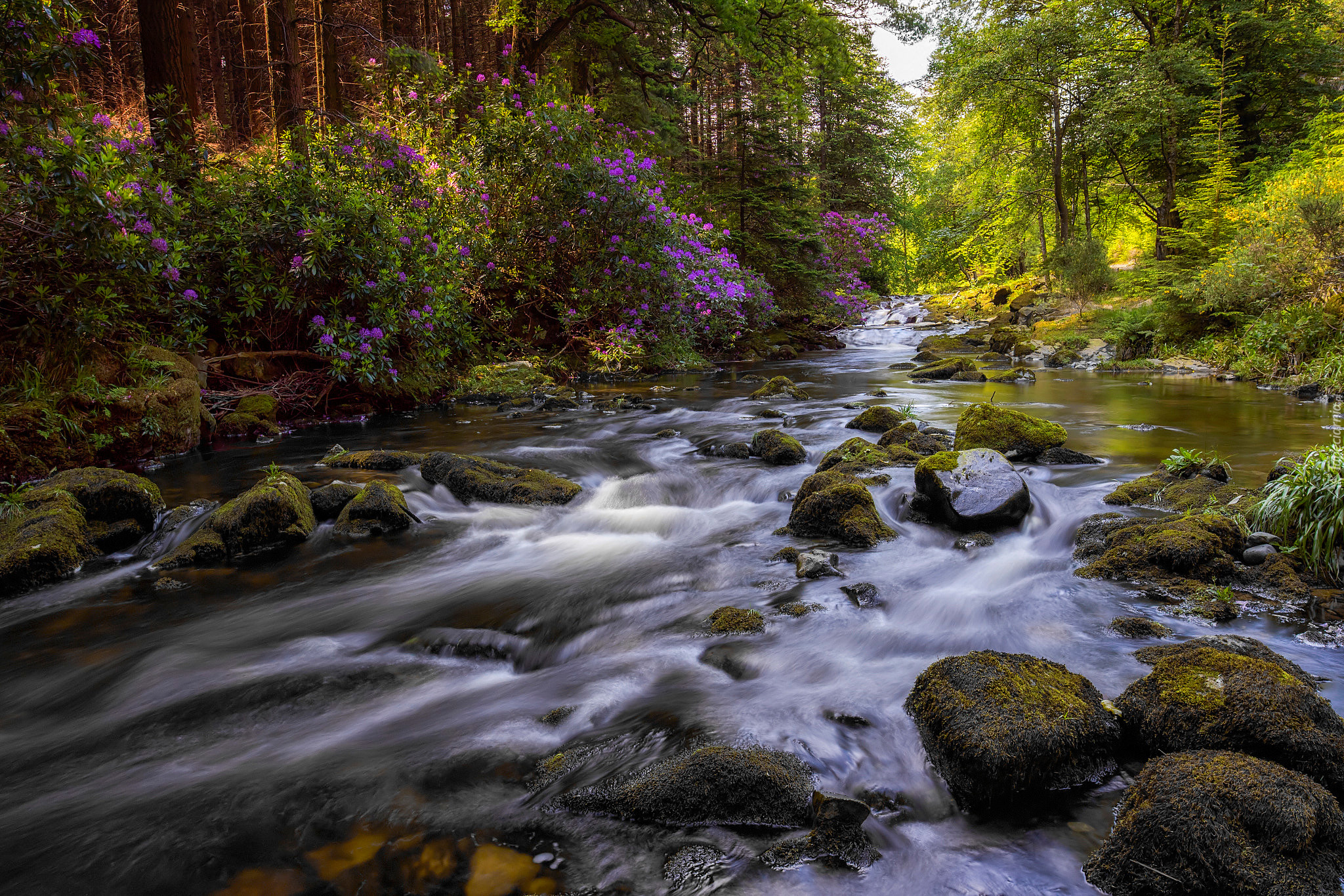 Irlandia Północna, Tollymore Forest Park, Hrabstwo Down, Rzeka Shimna, Las, Kamienie, Różanecznik