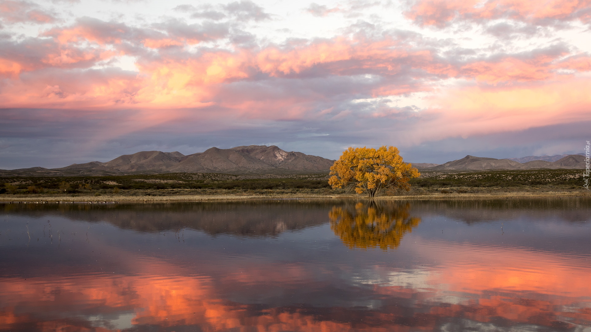 Rzeka Rio Grande, Jesień, Drzewo, Topola kanadyjska, Rezerwat przyrody, Bosque Del Apache, Góry, Wschód słońca, Nowy Meksyk, Stany Zjednoczone