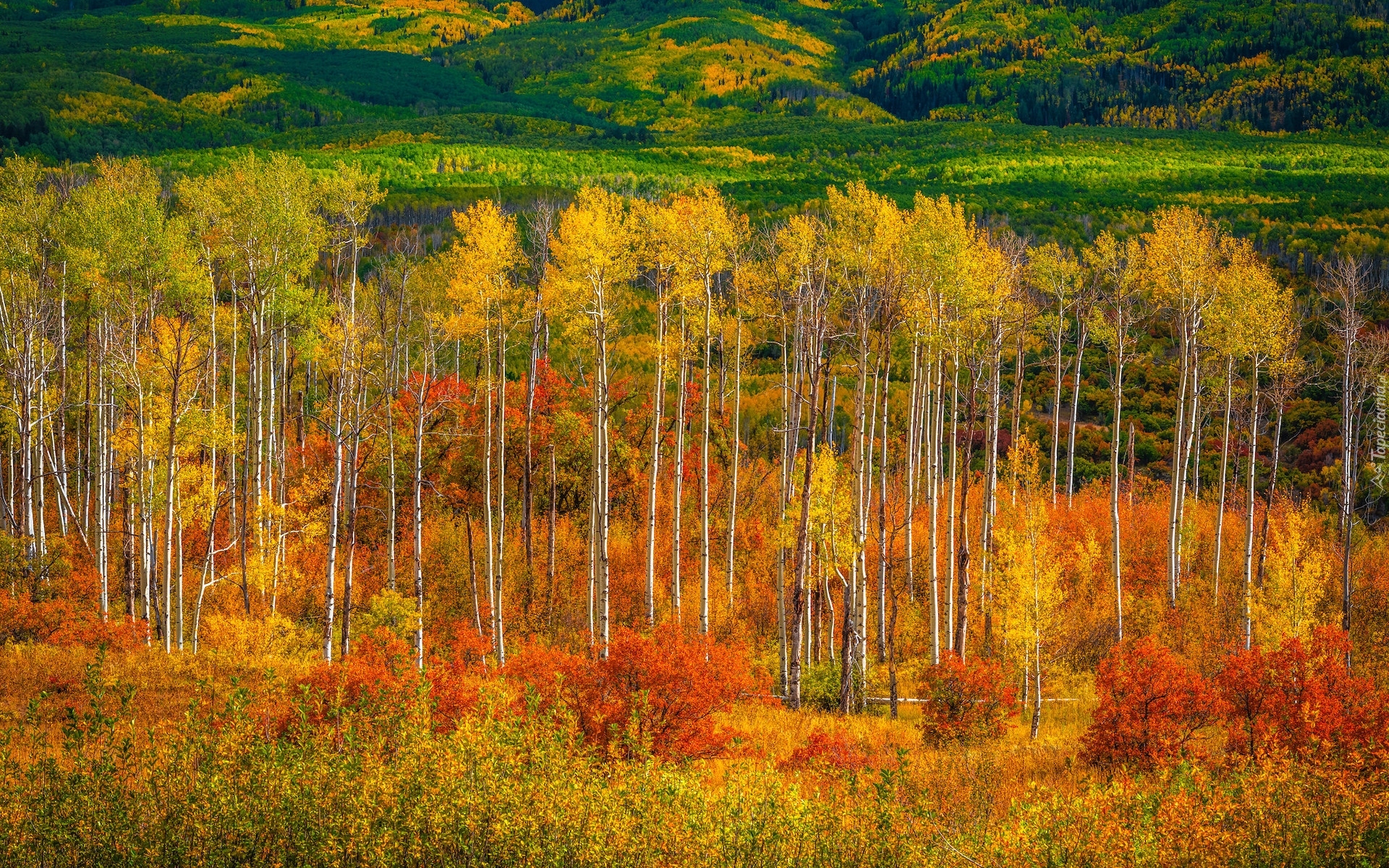 Stany Zjednoczone, Kolorado, Przełęcz, Kebler Pass, Drzewa, Topole osikowe, Lasy, Jesień