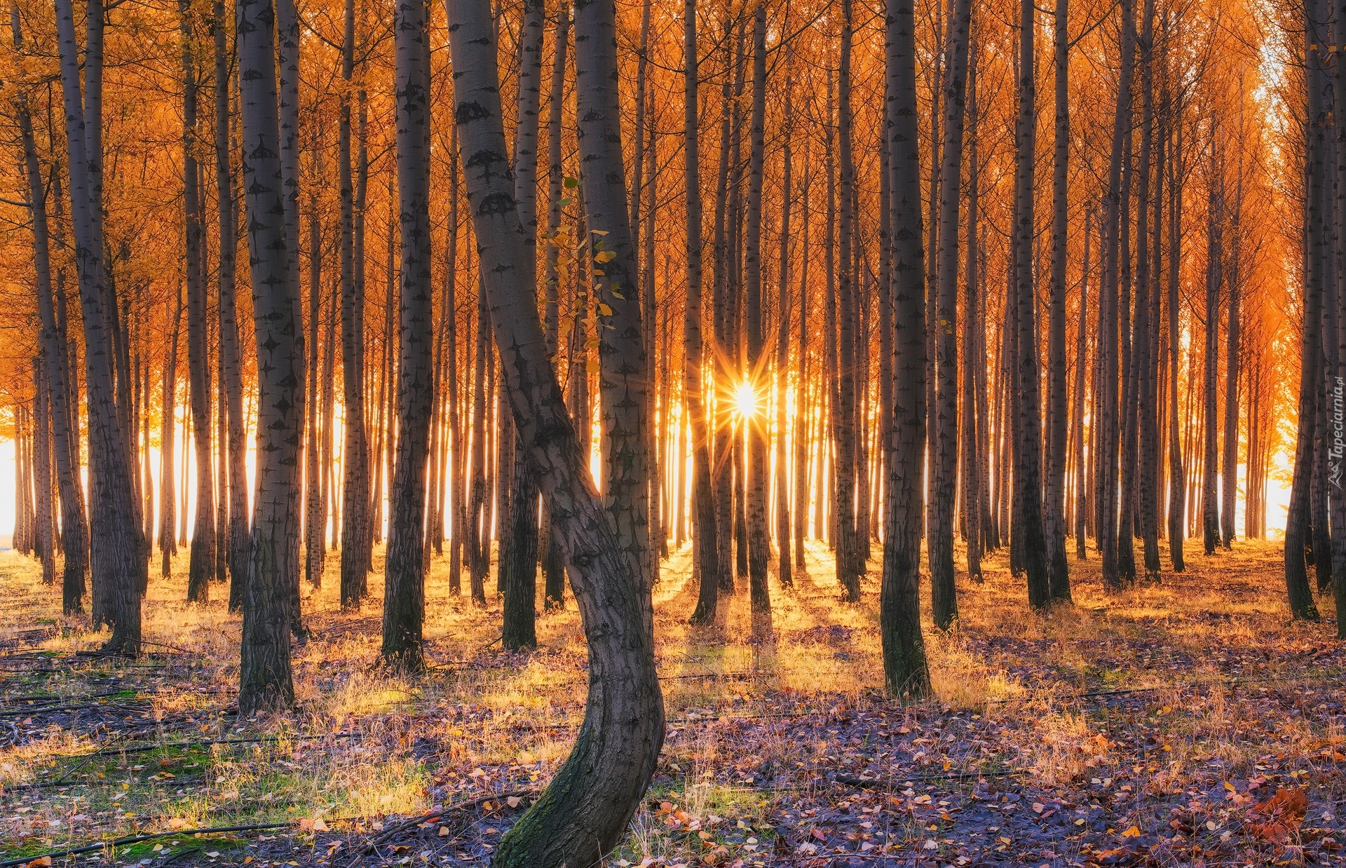 Stany Zjednoczone, Stan Oregon, Szkółka leśna Boardman Tree Farm, Topole Pacific albus, Las, Jesień, Przebijające światło