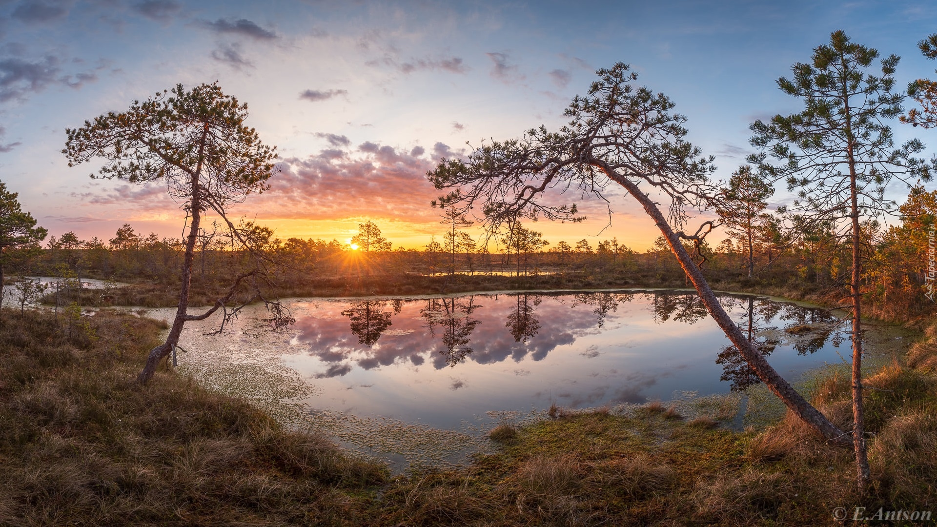 Estonia, Rezerwat przyrody, Pohja-Korvemaa, Bagno, Torfowisko, Drzewa, Wschód słońca