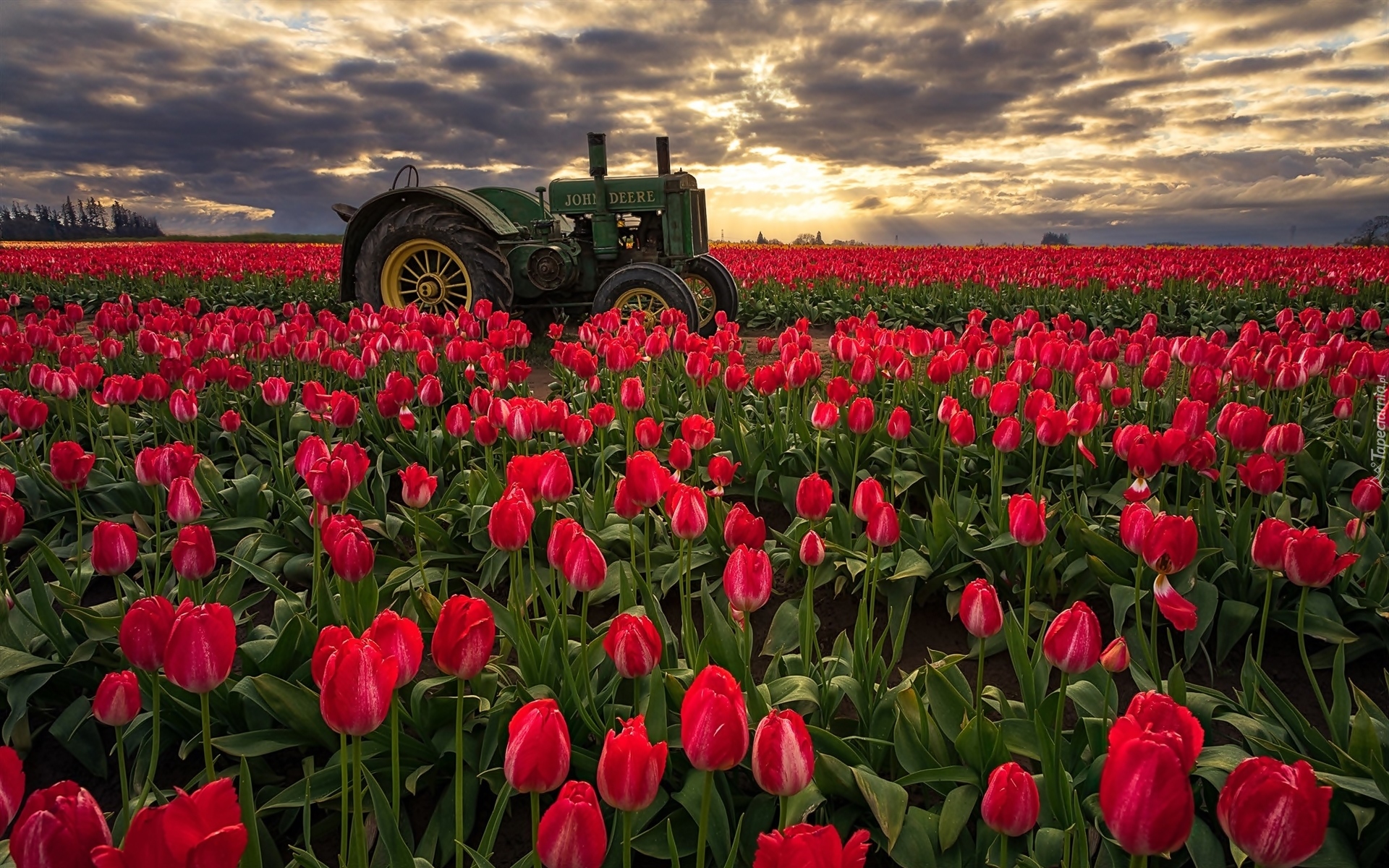 Pole, Tulipany, Traktor, Wschód słońca, Hrabstwo Clackamas, Stan Oregon, Stany Zjednoczone