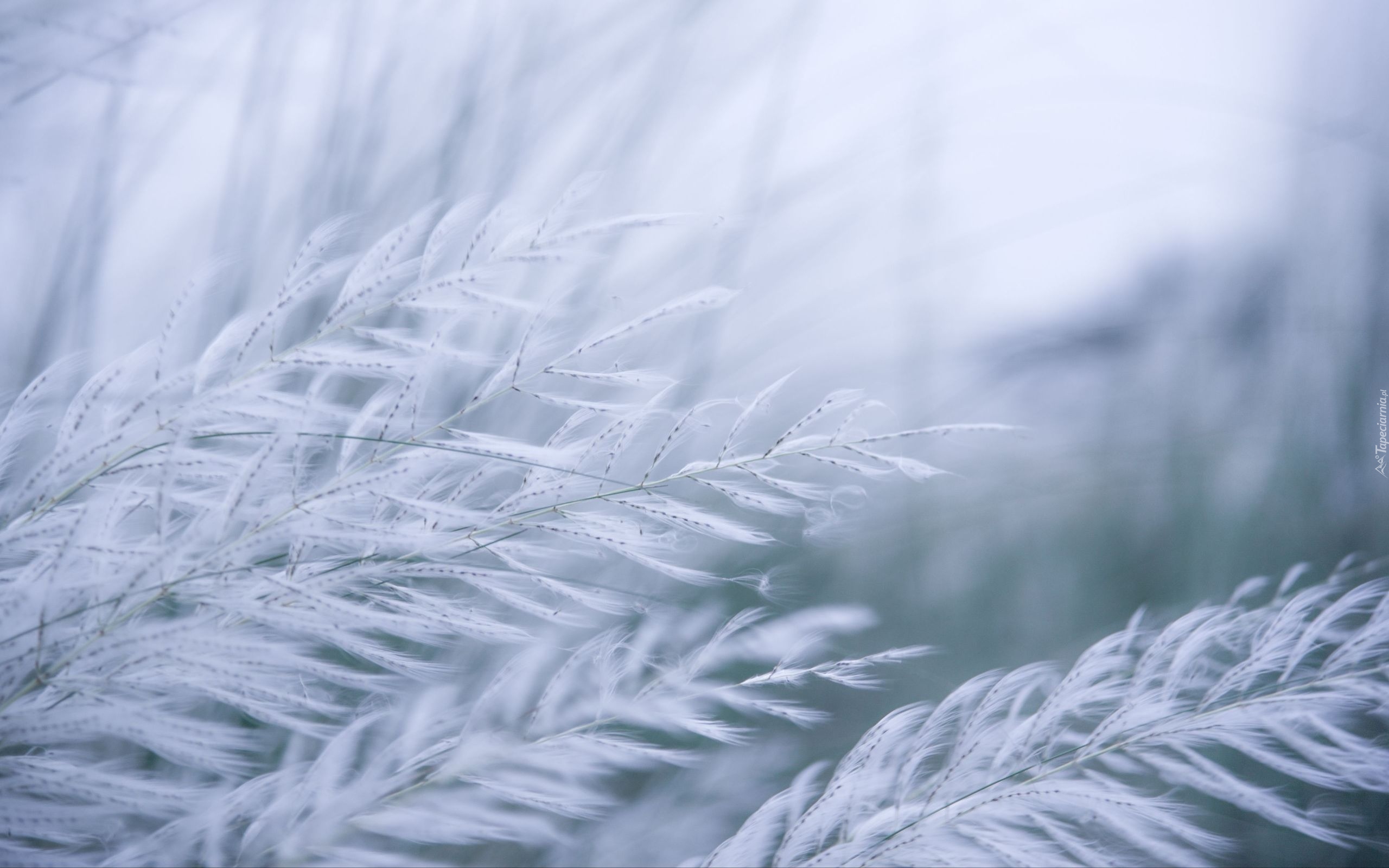 Trawa, Kans Grass, Kaśa, Makro