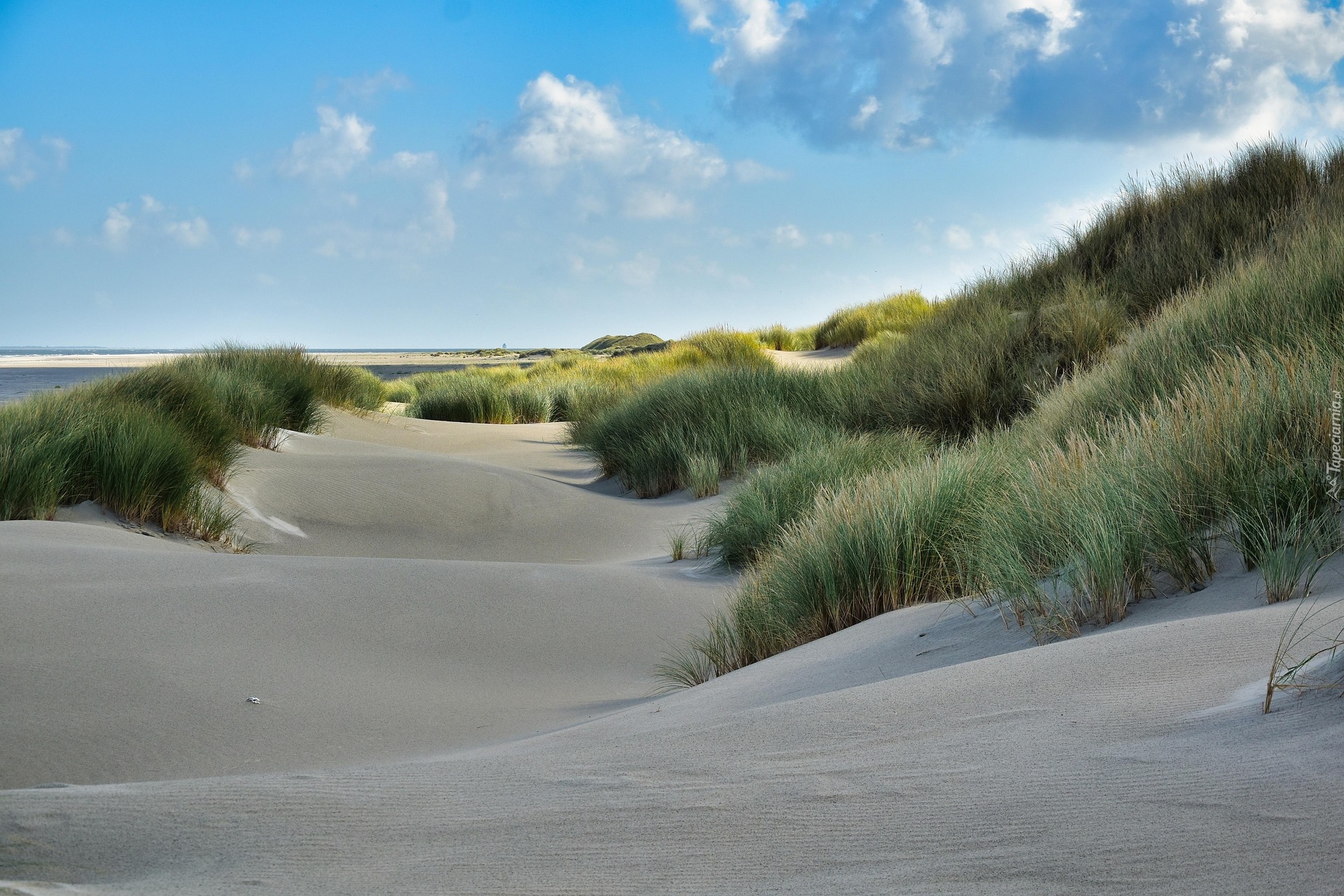 Piasek, Plaża, Trawa