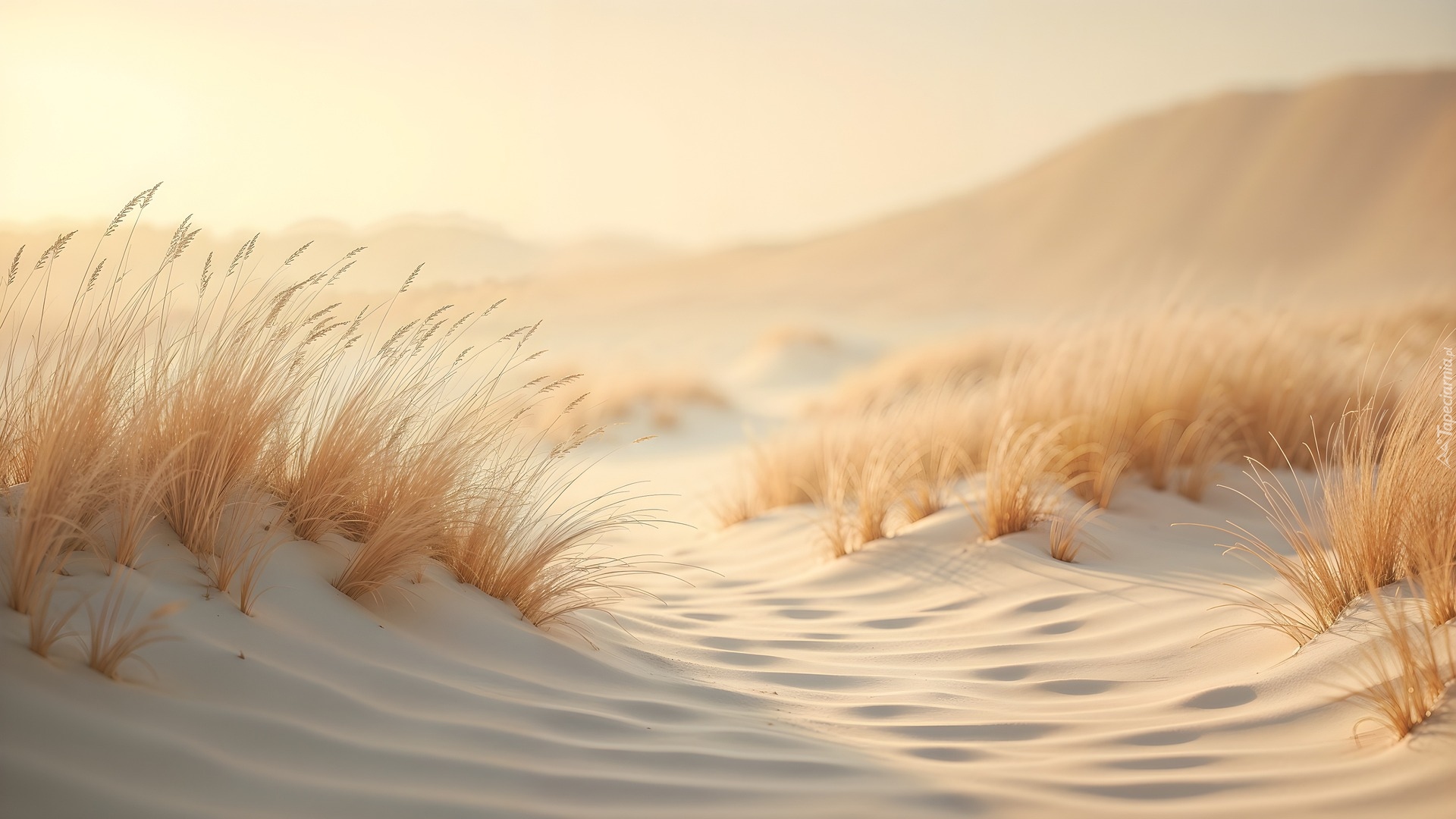 Plaża, Wydmy, Trawa