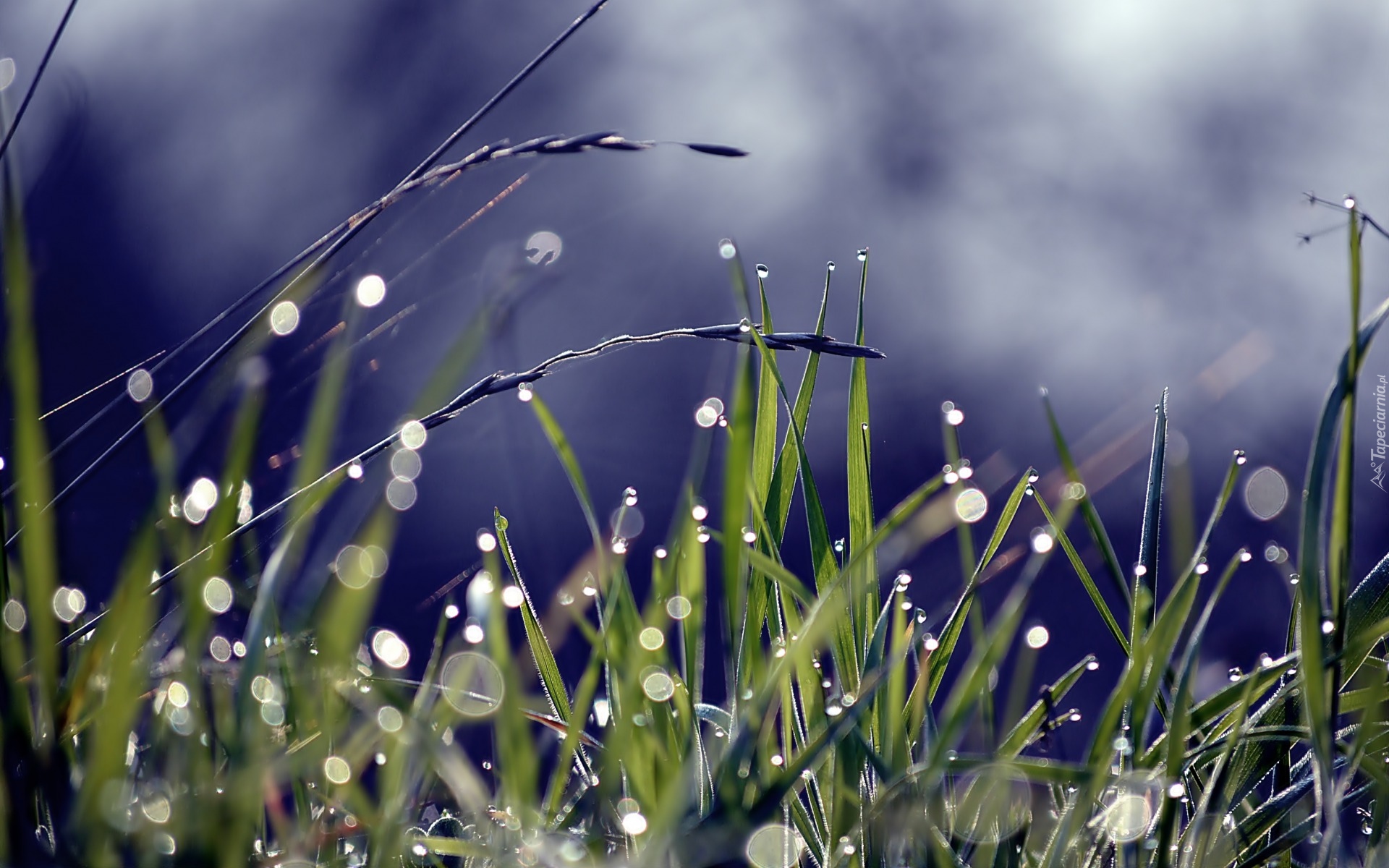 Роса выпадает в вечерний утренний. Утренняя роса на траве. Утренняя роса. Утренняя роса фото. Трава после дождя.