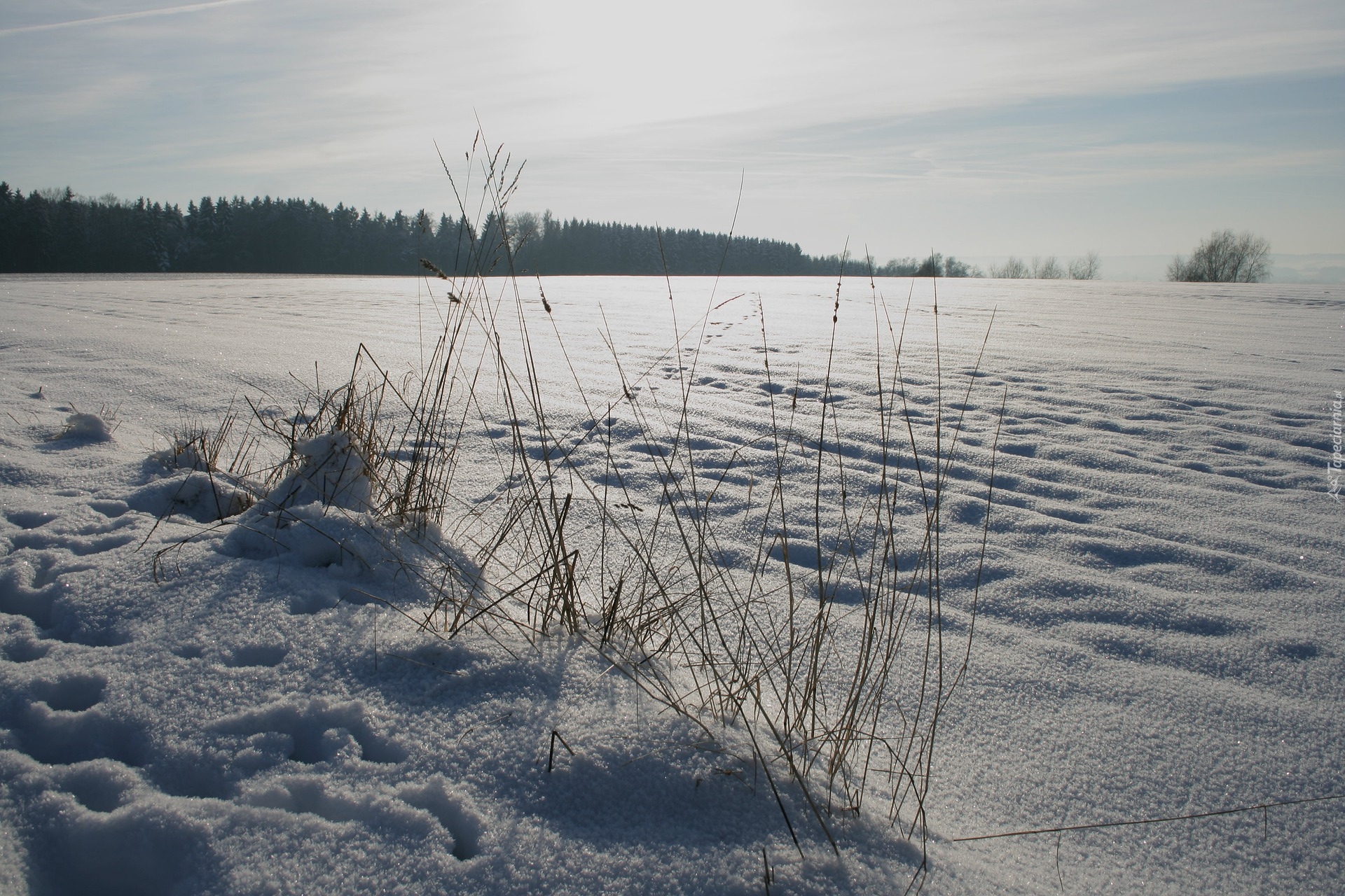 Zima, Pole, Trawa, Las, Ślady