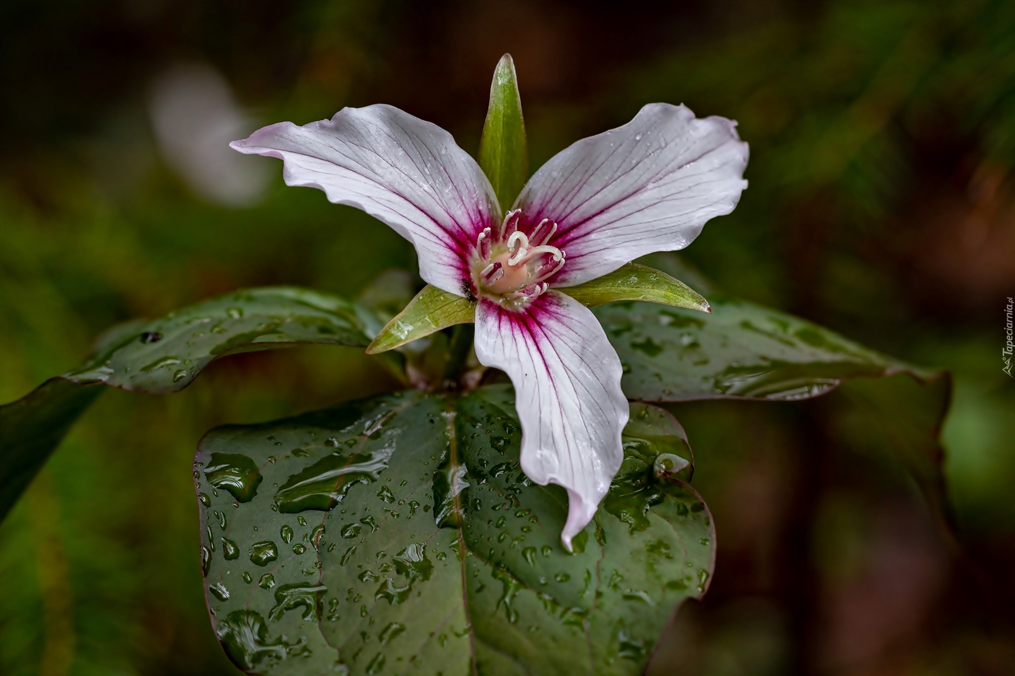 Trillium undulatum, Kwiat, Trójlist, Liście, Krople