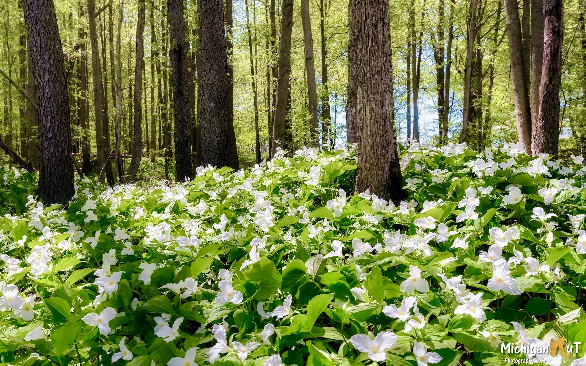 Las, Manistee National Forest, Drzewa, Białe, Kwiaty, Trójlisty wielkokwiatowe, Michigan, Stany Zjednoczone