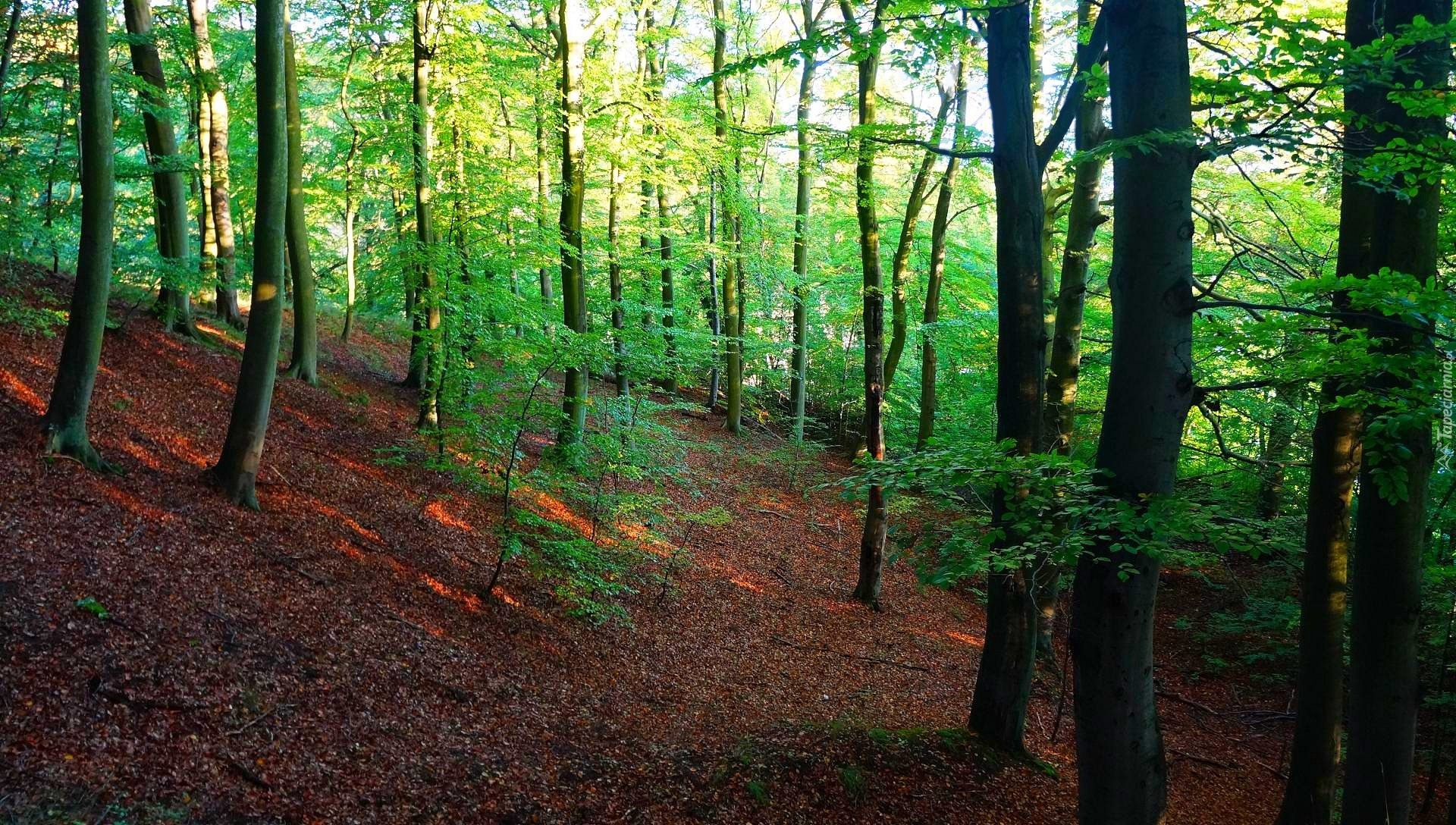 Polska, Gdańsk, Trójmiejski Park Krajobrazowy, Las Oliwski, Przyroda, Drzewa, Rośliny, Zieleń