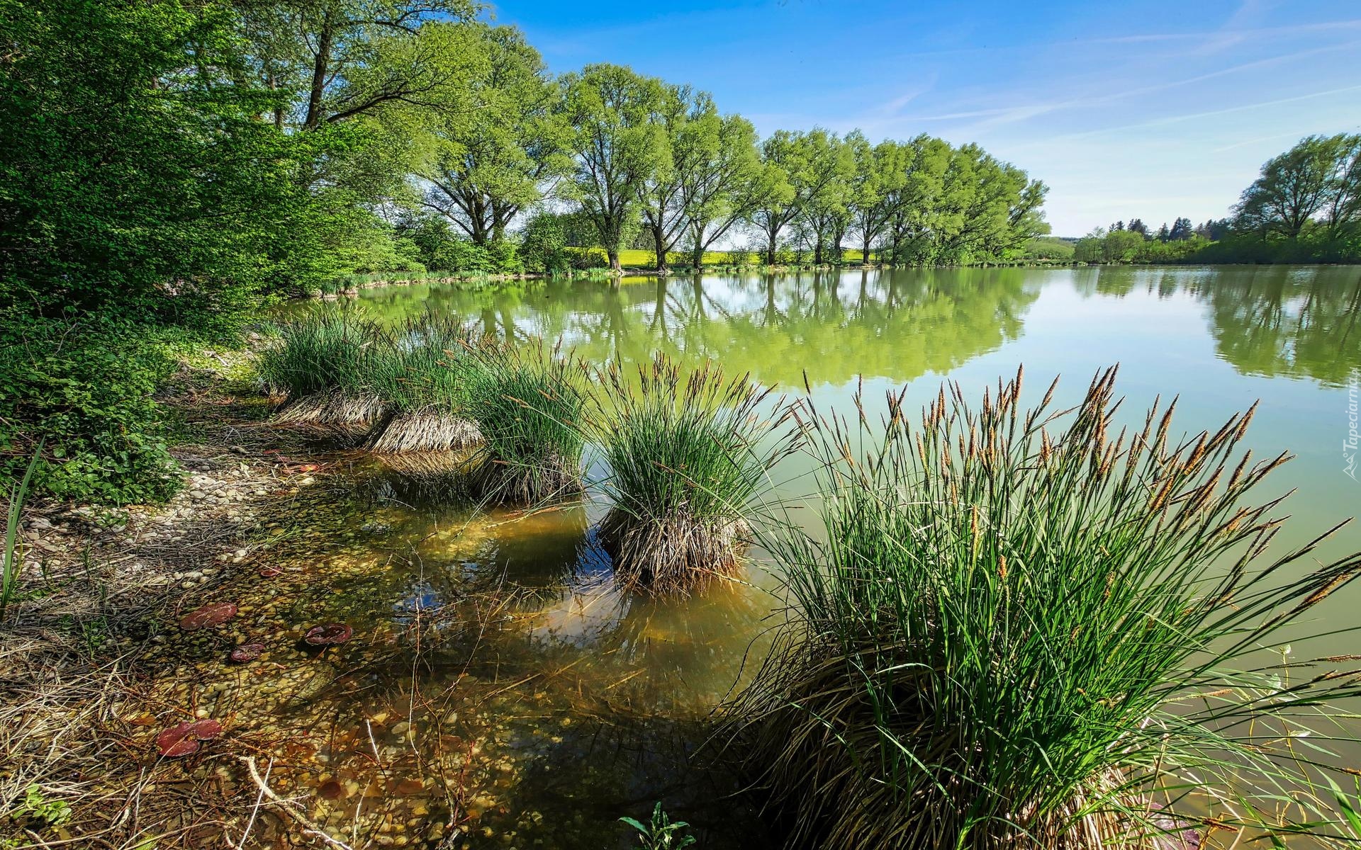 Jezioro, Trzciny, Zarośla, Szuwary, Drzewa